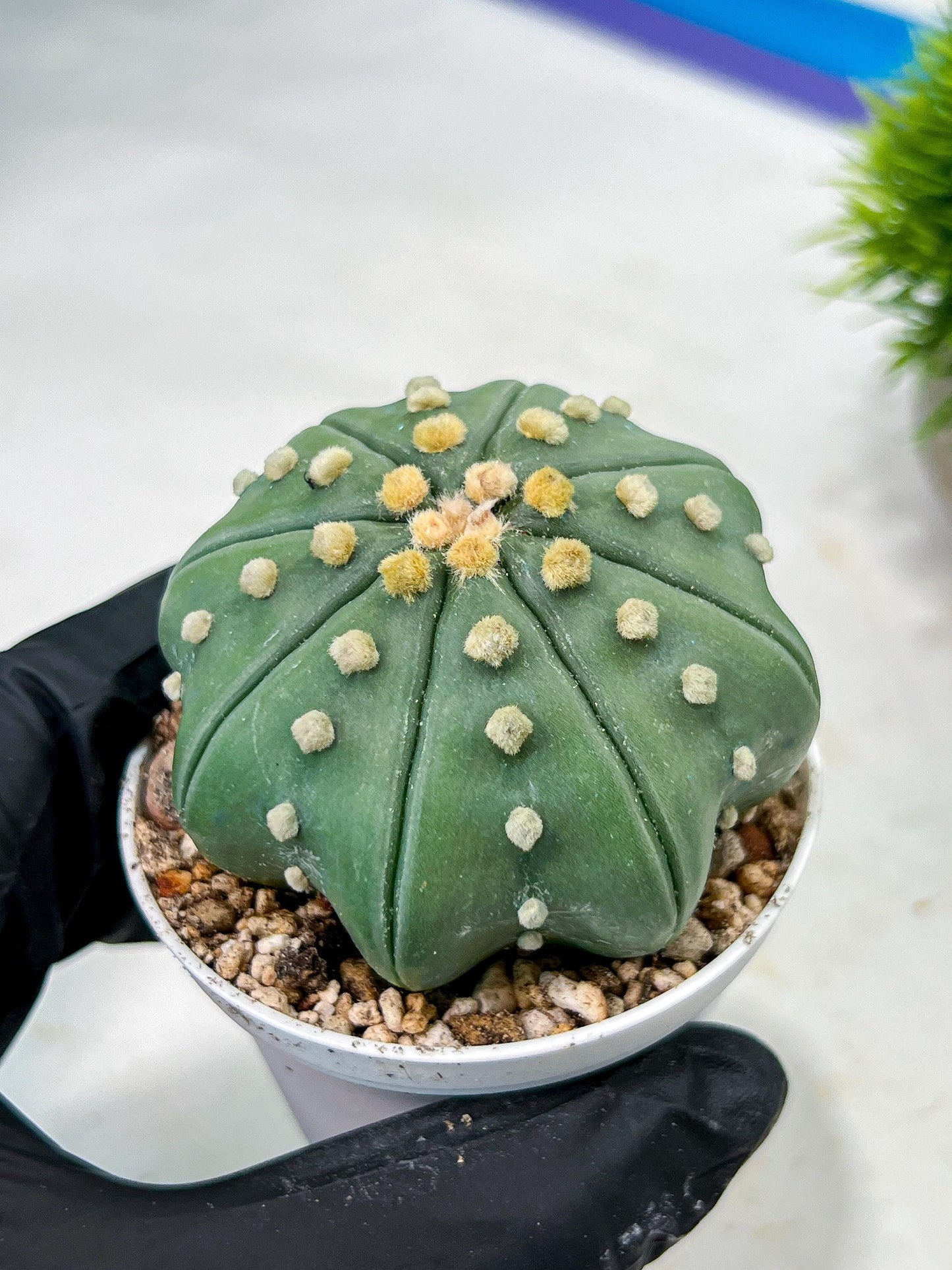 Custom Order- We’ll send you the exact live plant pictured (T10) (b4) | Las Vegas PLANT SELLER| 3" Pot