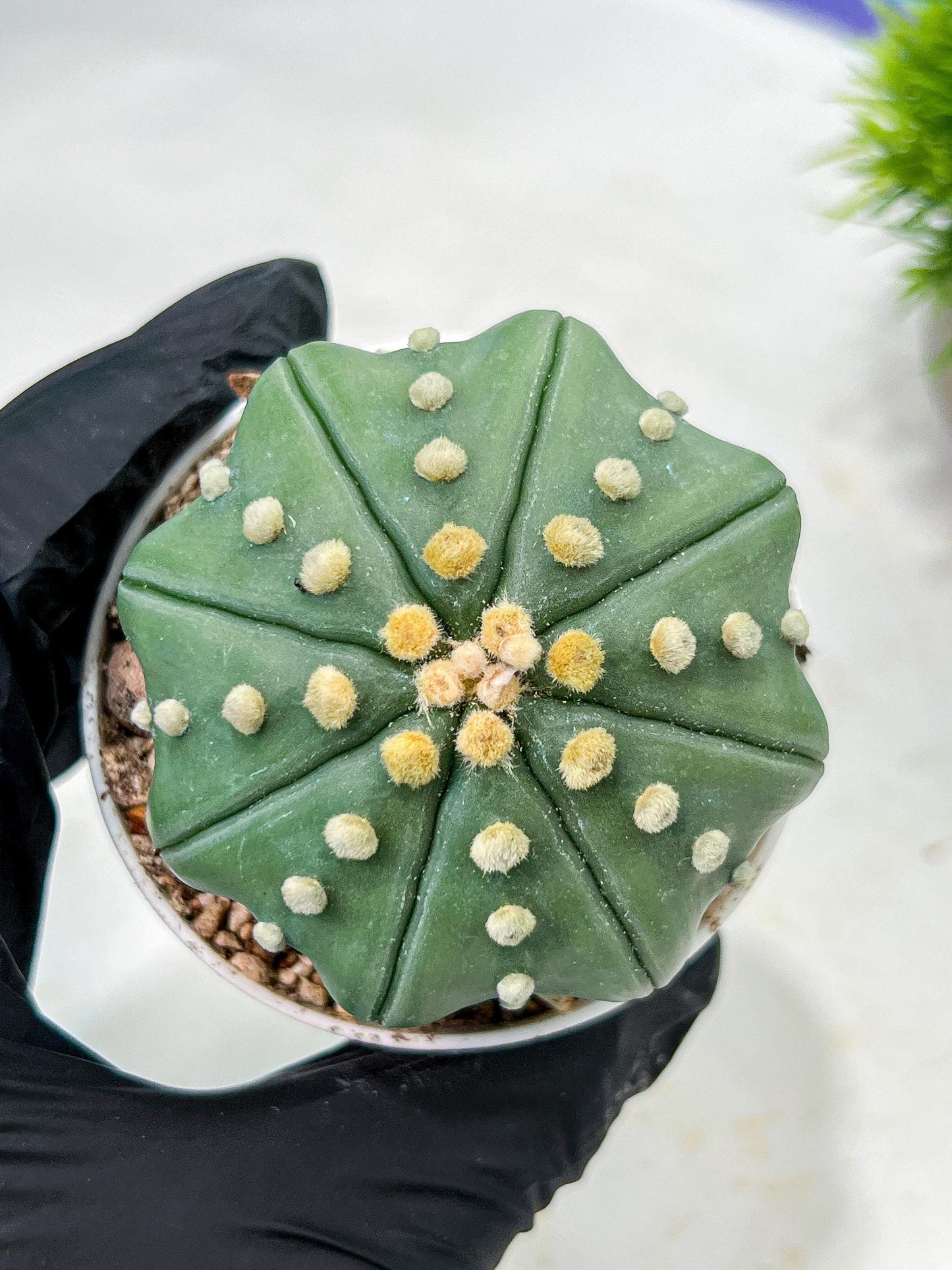 Custom Order- We’ll send you the exact live plant pictured (T10) (b4) | Las Vegas PLANT SELLER| 3" Pot