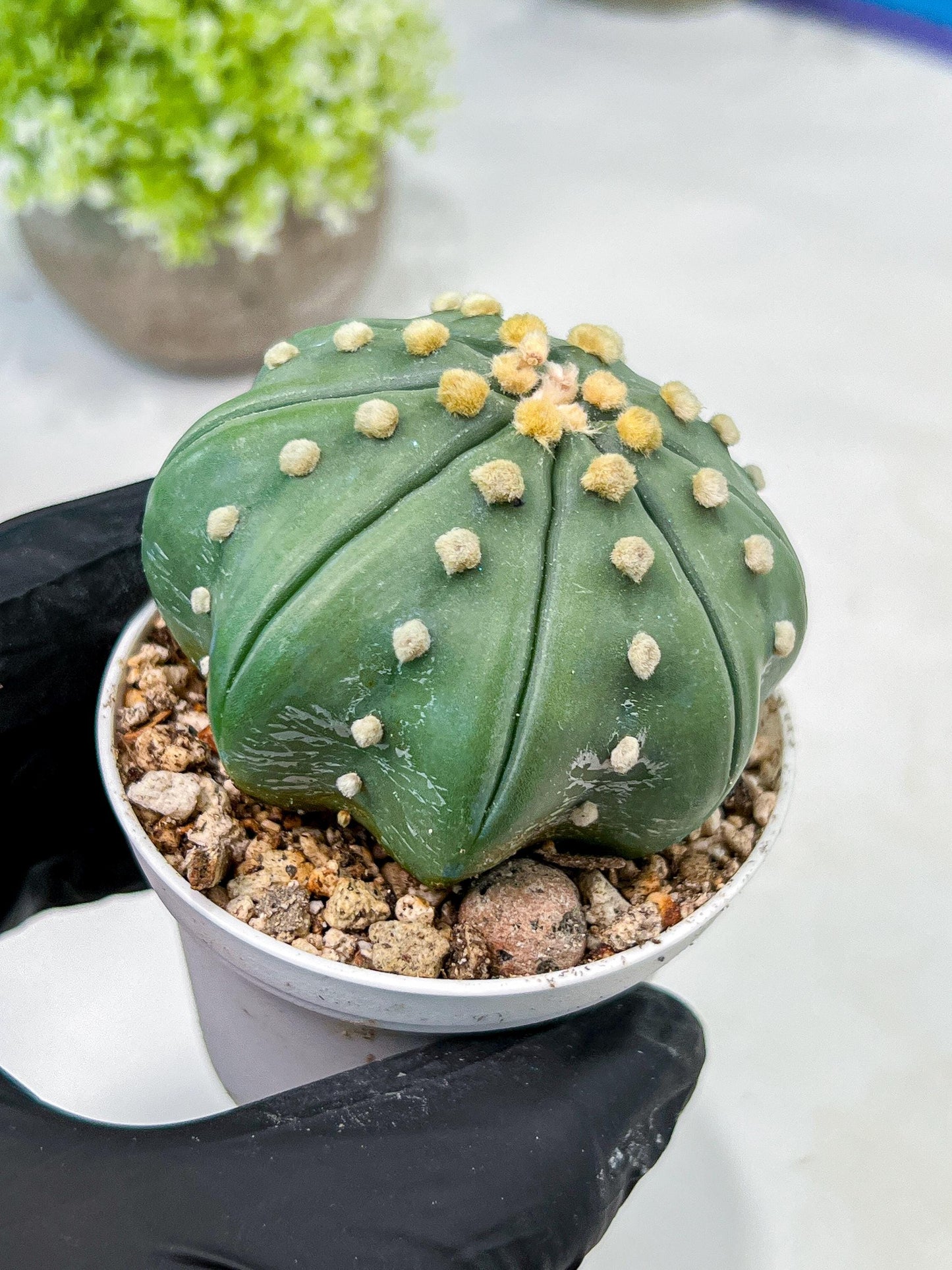 Custom Order- We’ll send you the exact live plant pictured (T10) (b4) | Las Vegas PLANT SELLER| 3" Pot