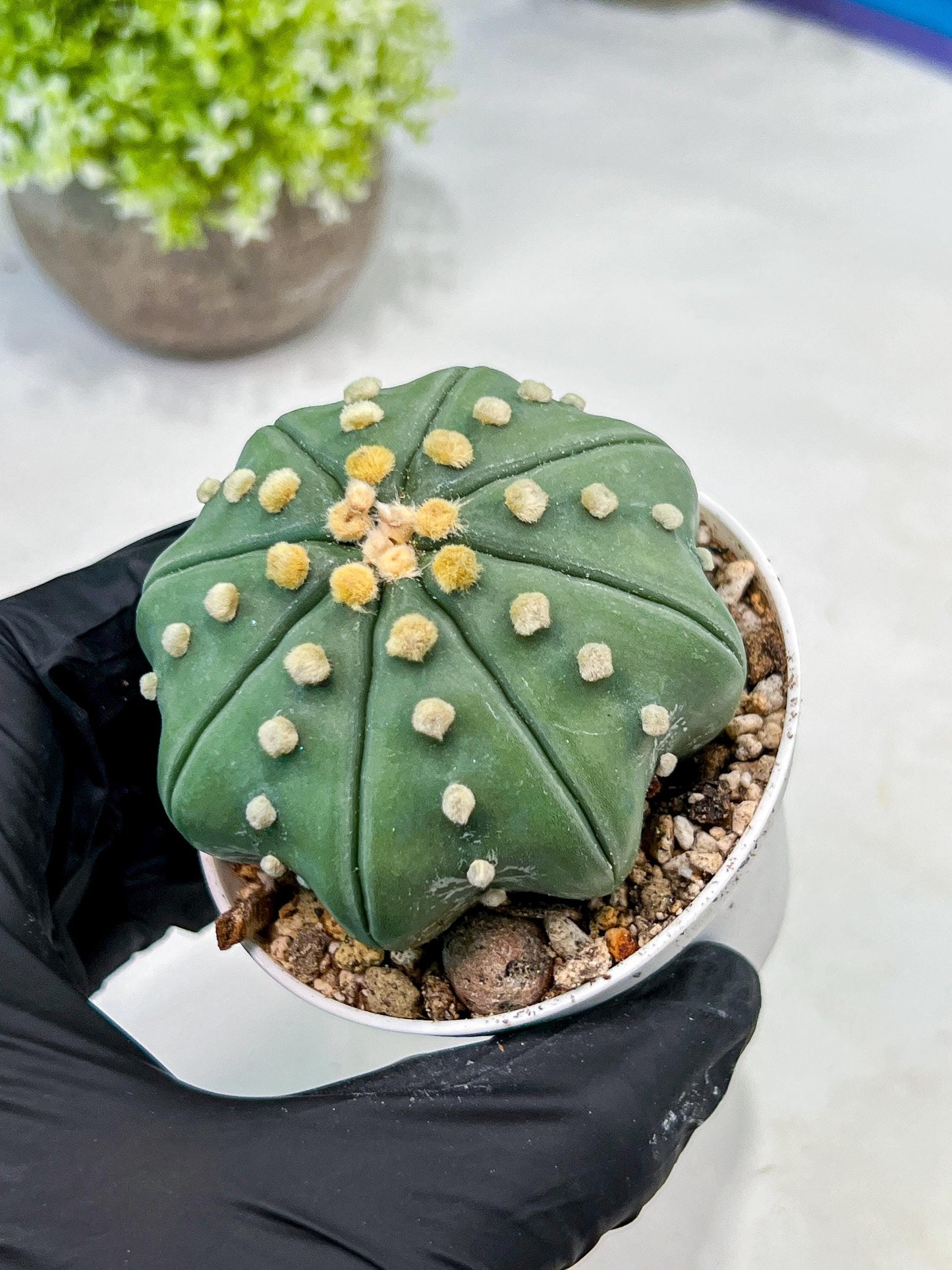 Custom Order- We’ll send you the exact live plant pictured (T10) (b4) | Las Vegas PLANT SELLER| 3" Pot