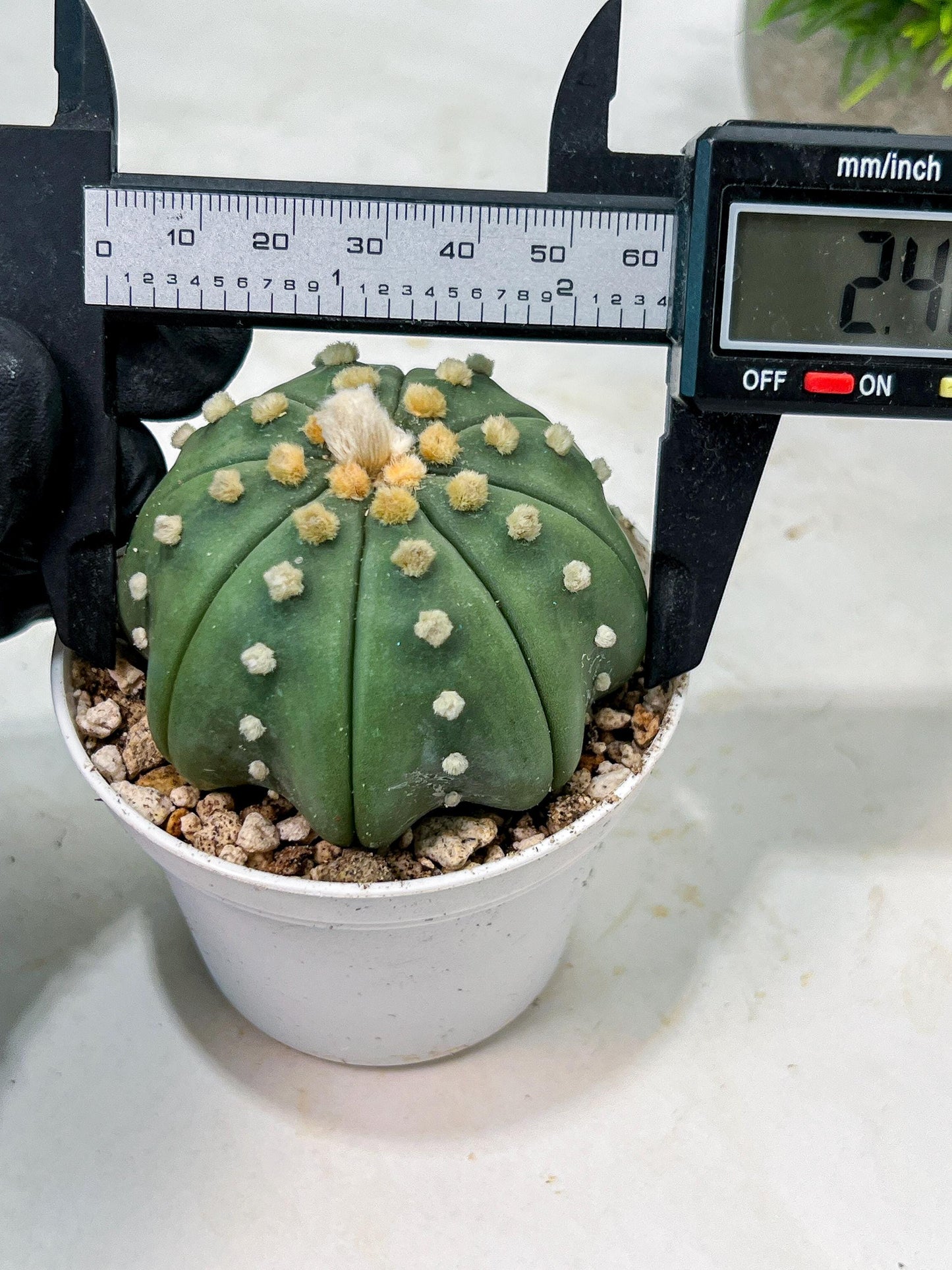 Custom Order- We’ll send you the exact live plant pictured (T10) (b5) | Las Vegas Plant Shp | 3" Pot