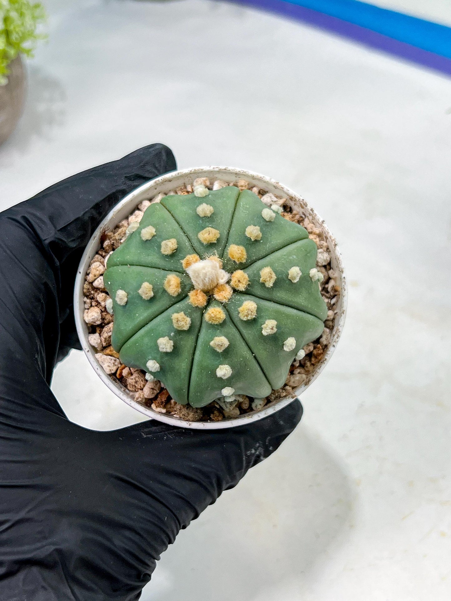 Custom Order- We’ll send you the exact live plant pictured (T10) (b5) | Las Vegas Plant Shp | 3" Pot