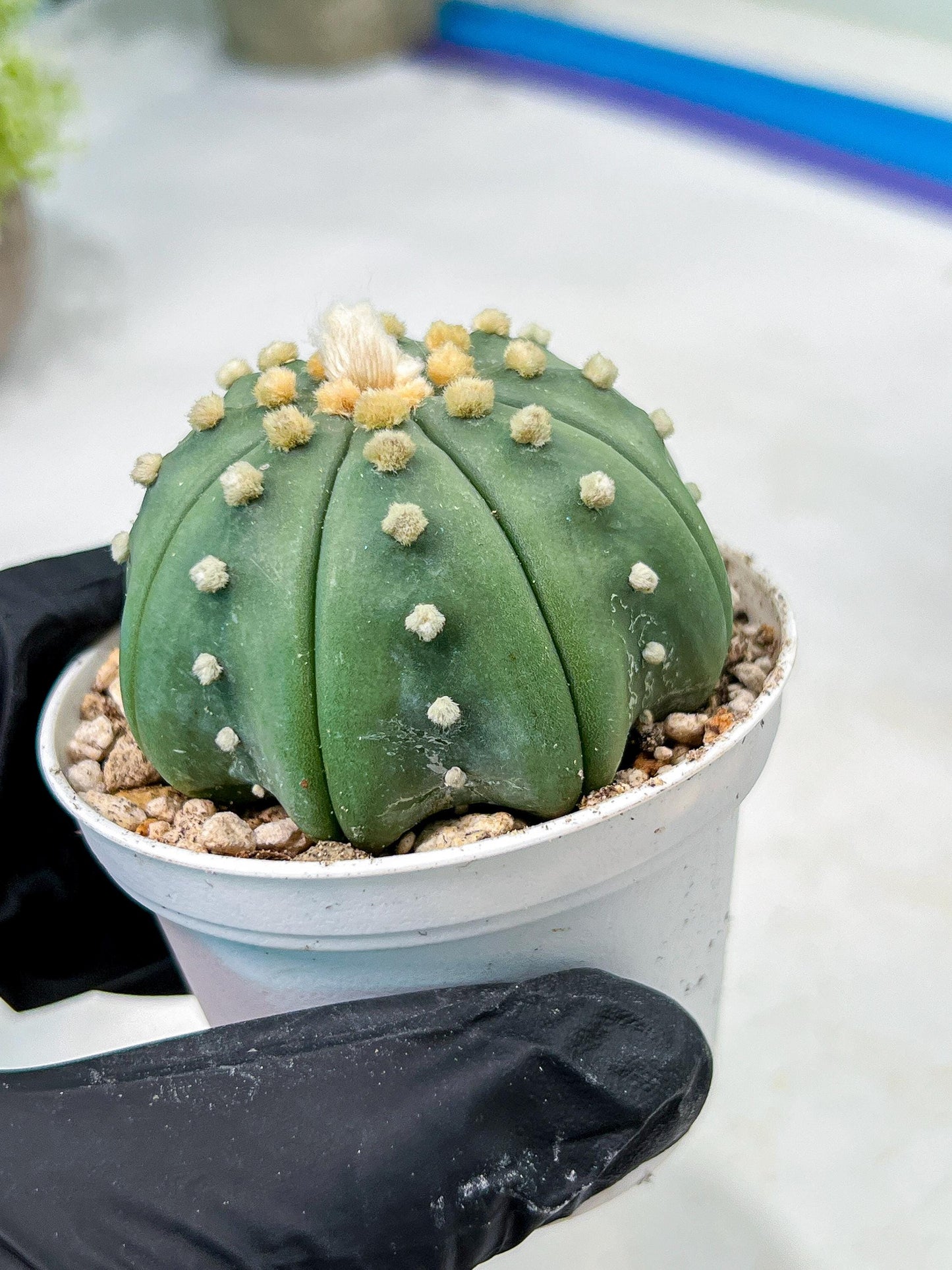 Custom Order- We’ll send you the exact live plant pictured (T10) (b5) | Las Vegas Plant Shp | 3" Pot