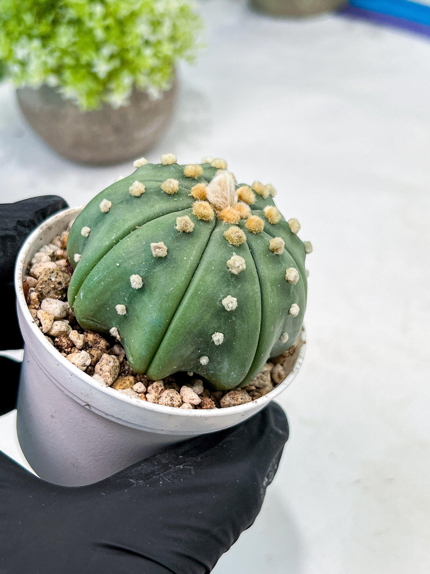 Custom Order- We’ll send you the exact live plant pictured (T10) (b5) | Las Vegas Plant Shp | 3" Pot