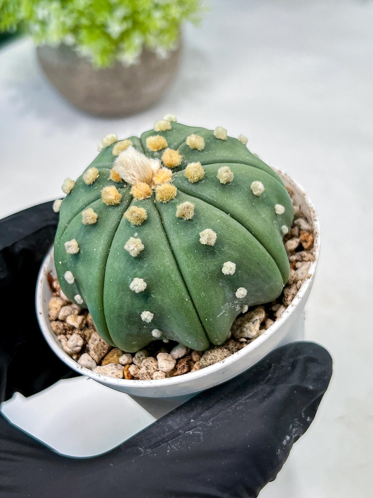 Custom Order- We’ll send you the exact live plant pictured (T10) (b5) | Las Vegas Plant Shp | 3" Pot