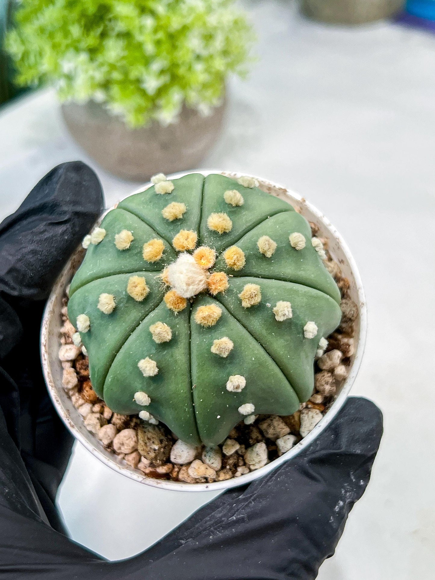 Custom Order- We’ll send you the exact live plant pictured (T10) (b5) | Las Vegas Plant Shp | 3" Pot
