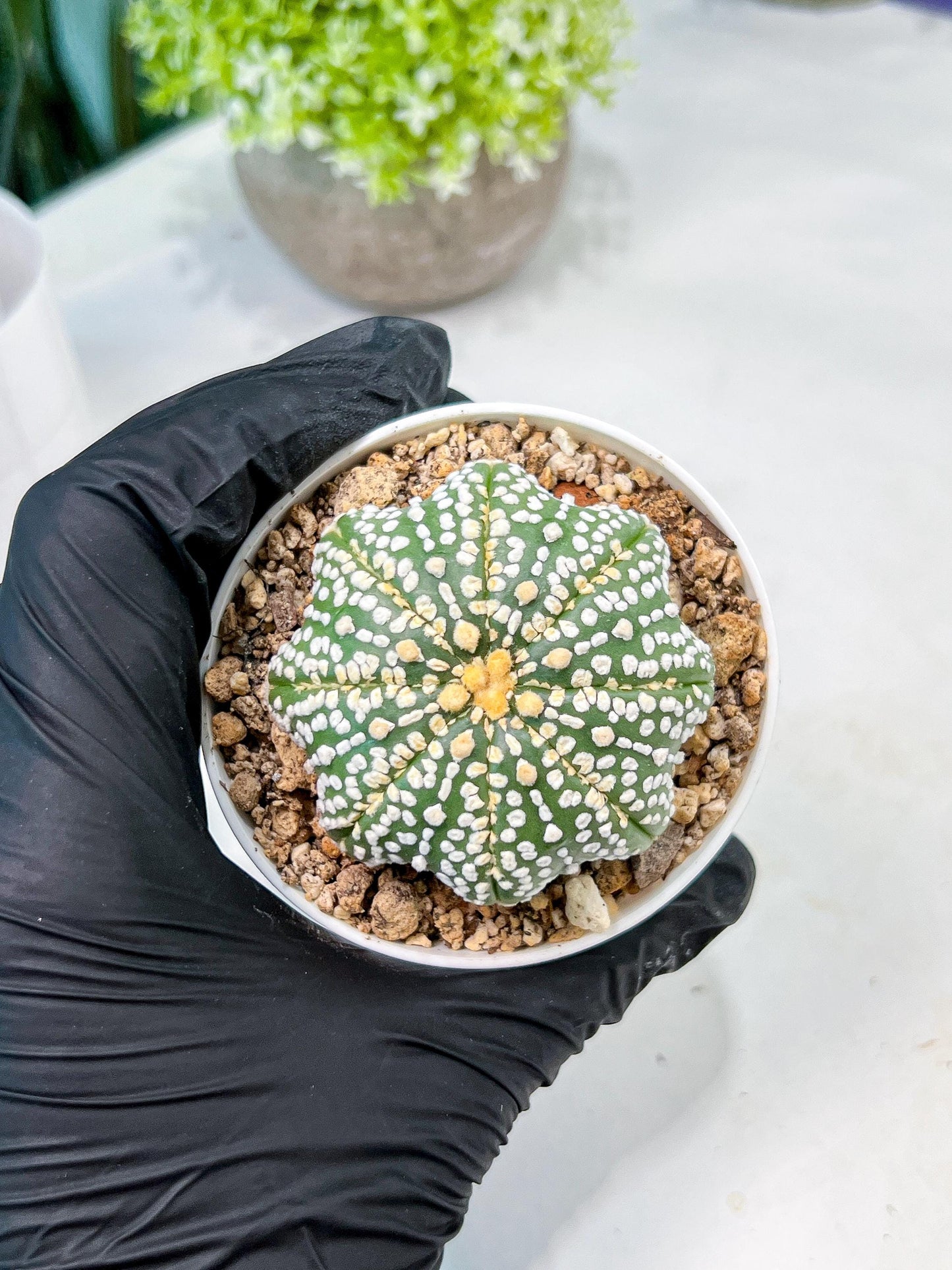 Custom Order- We’ll send you the exact live plant pictured (T10) (b6) | American Plant Seller | 3" Pot
