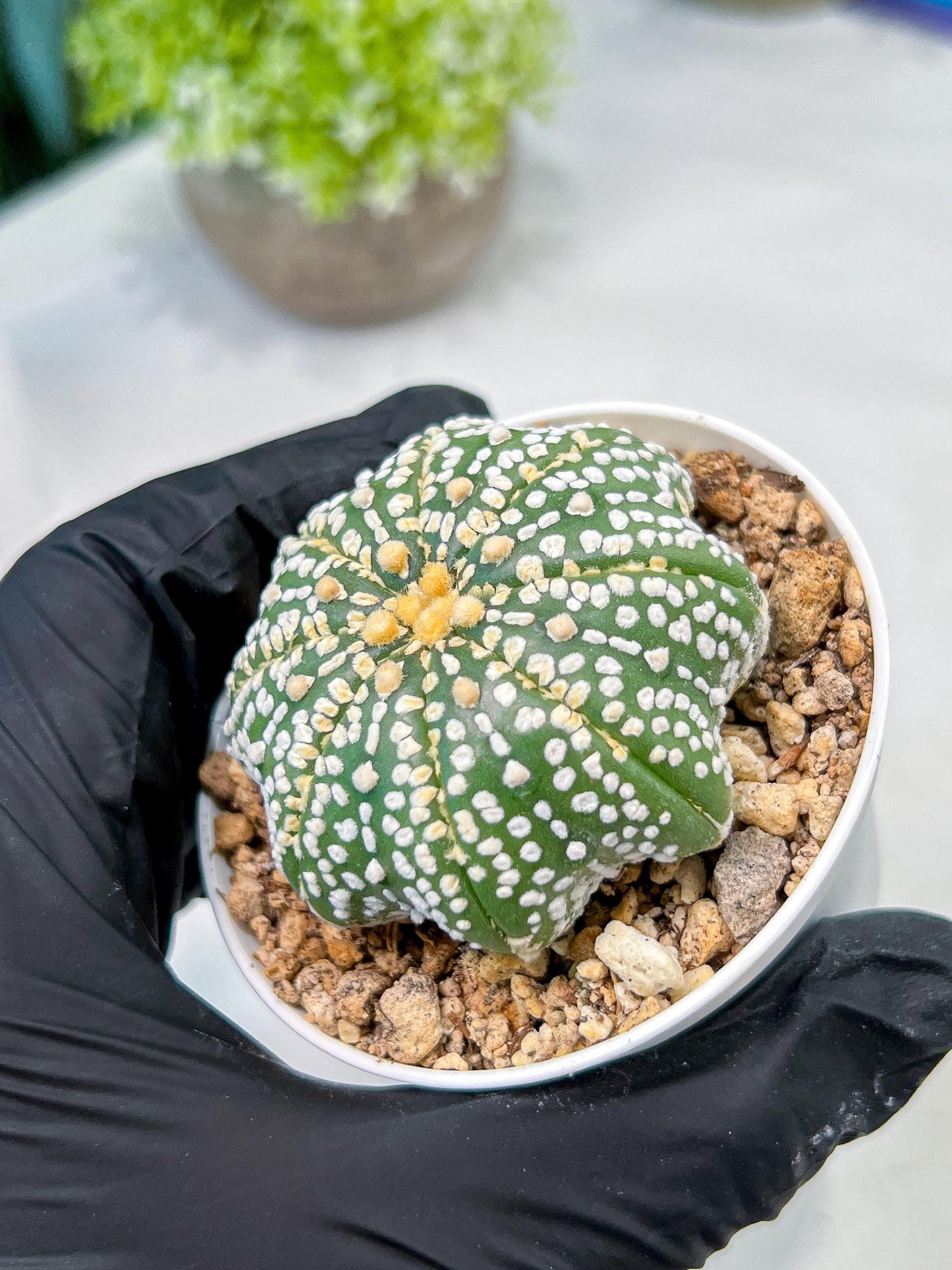 Custom Order- We’ll send you the exact live plant pictured (T10) (b6) | American Plant Seller | 3" Pot