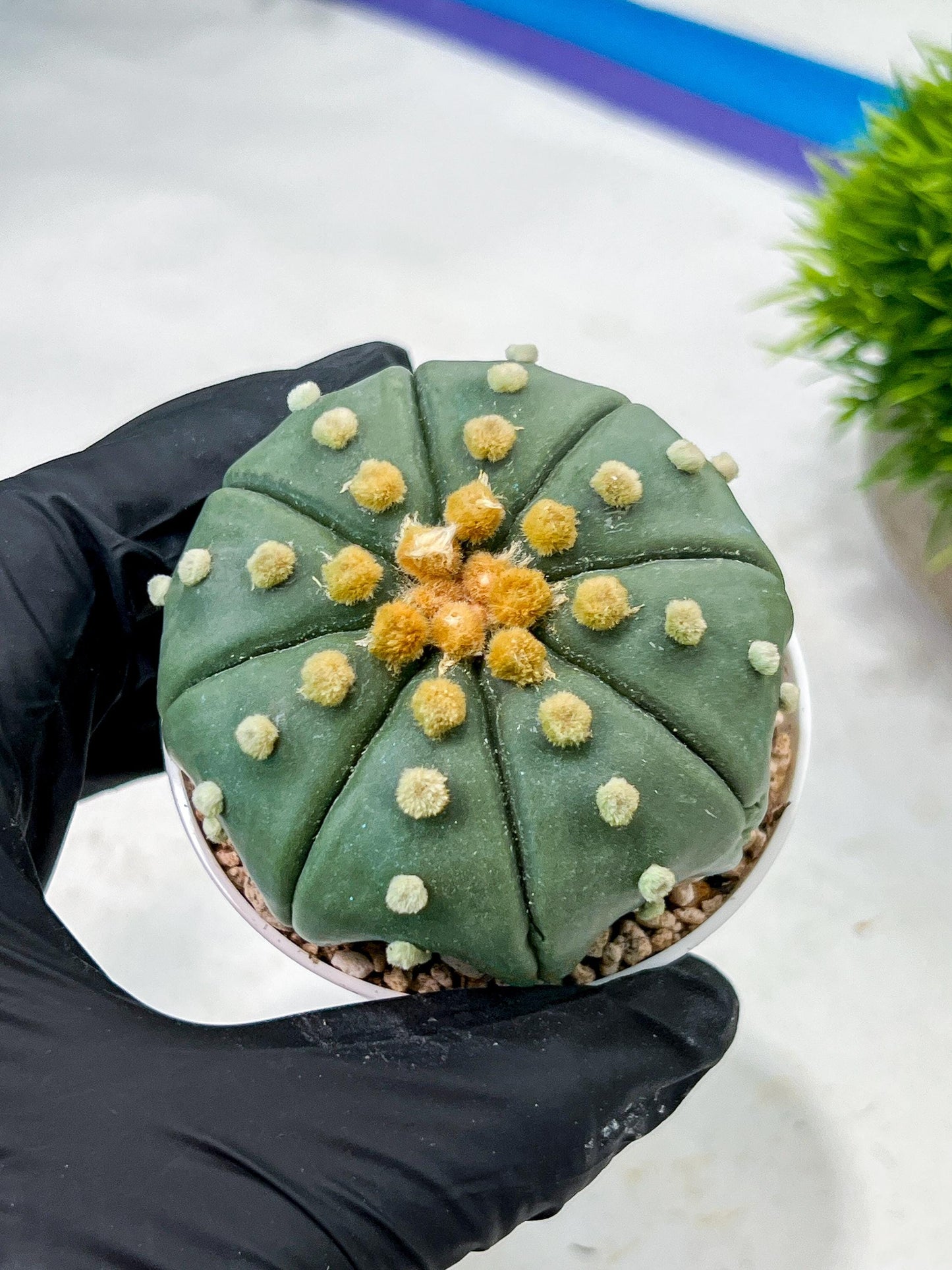 Custom Order- We’ll send you the exact live plant pictured (T10) (b7) | American Plant Seller | 3" Pot