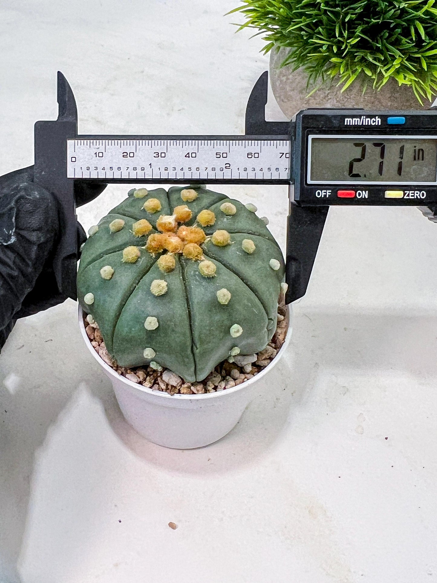 Custom Order- We’ll send you the exact live plant pictured (T10) (b7) | American Plant Seller | 3" Pot