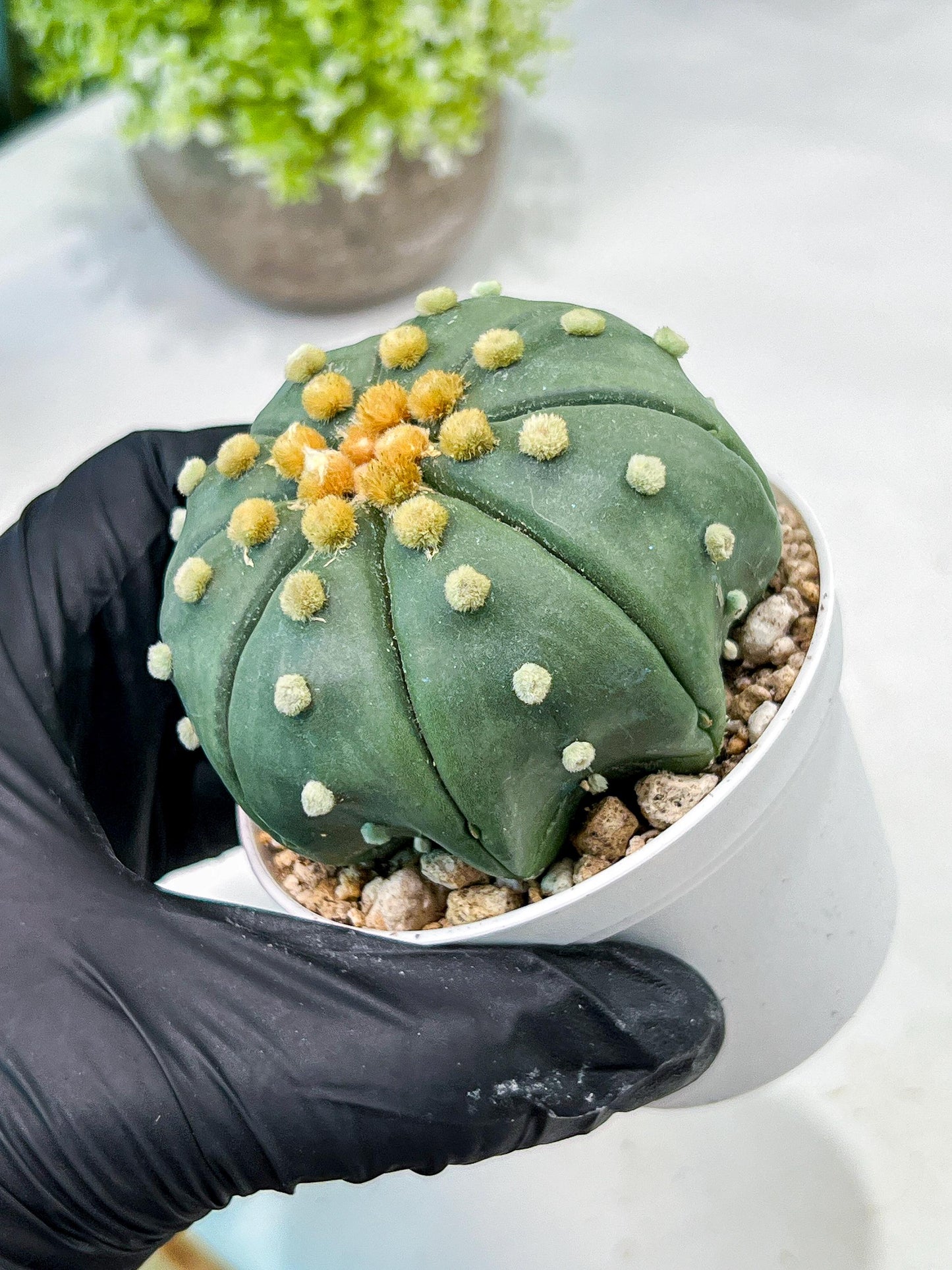 Custom Order- We’ll send you the exact live plant pictured (T10) (b7) | American Plant Seller | 3" Pot