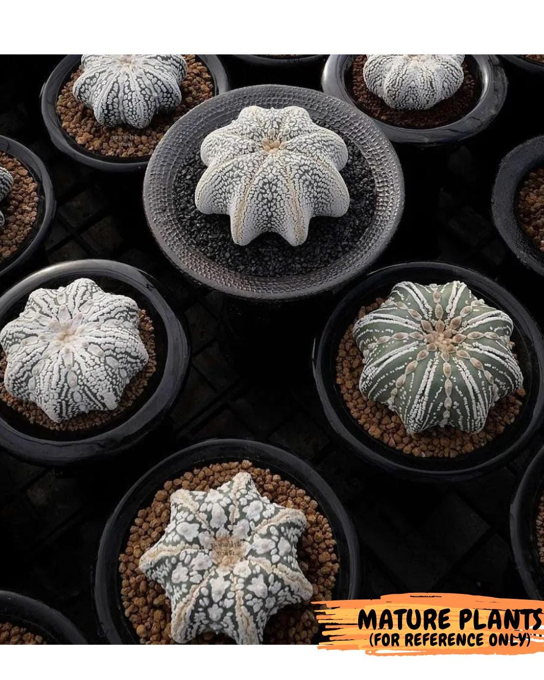 Custom Order- We’ll send you the exact live plant pictured (T10) (b6) | American Plant Seller | 3" Pot