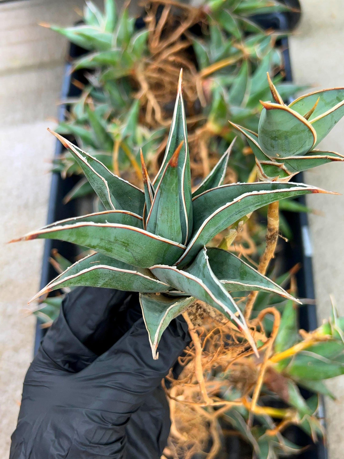 Sansevieria Pinguicula | Walking Sansevieria | Pingu