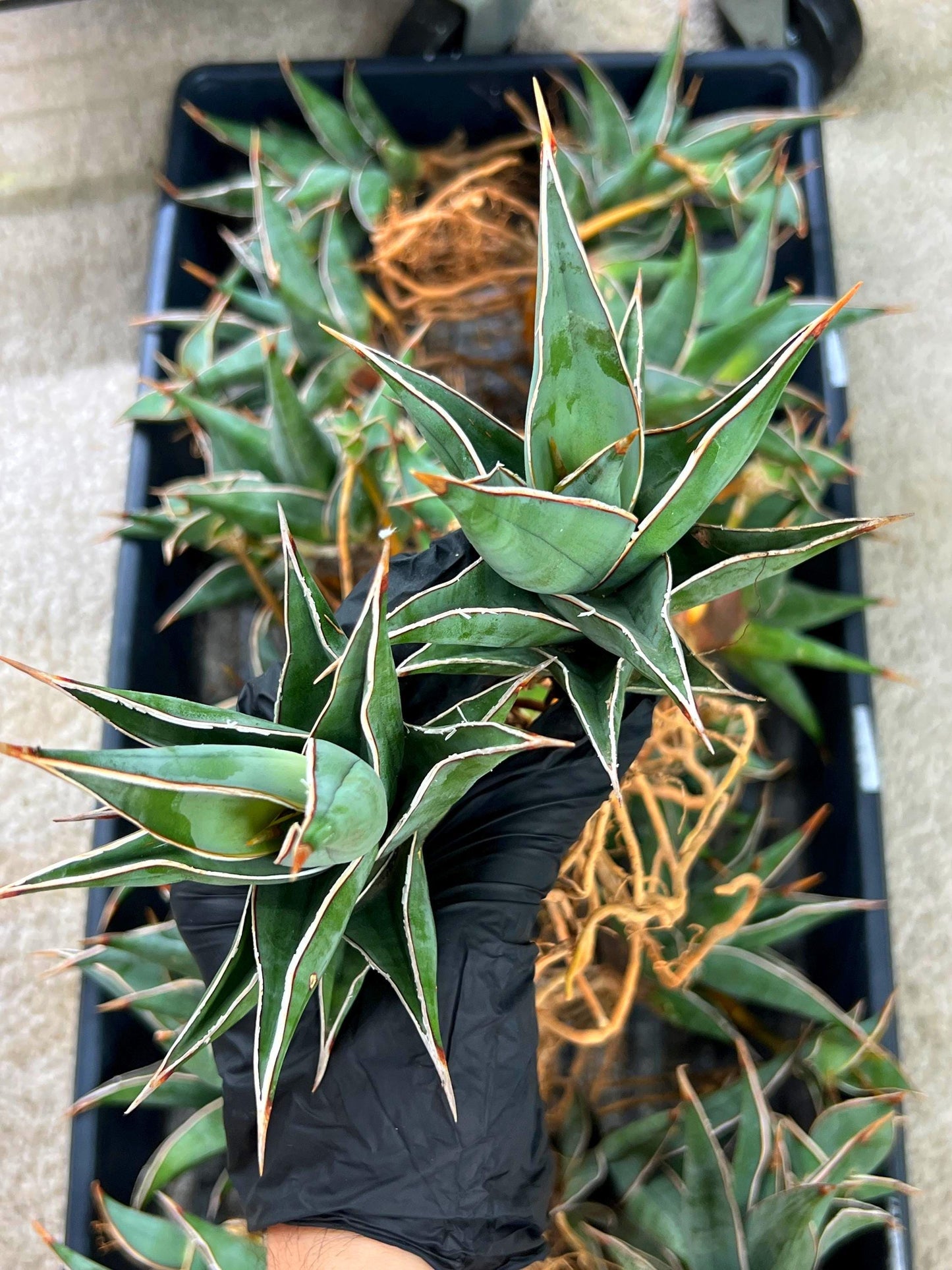 Sansevieria Pinguicula | Walking Sansevieria | Pingu