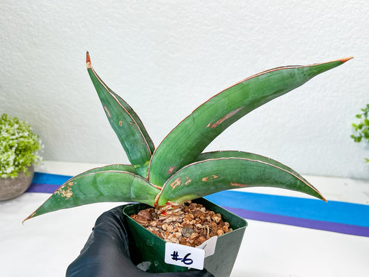 Sansevieria Banana (#6) | Minor Scar From Shipping