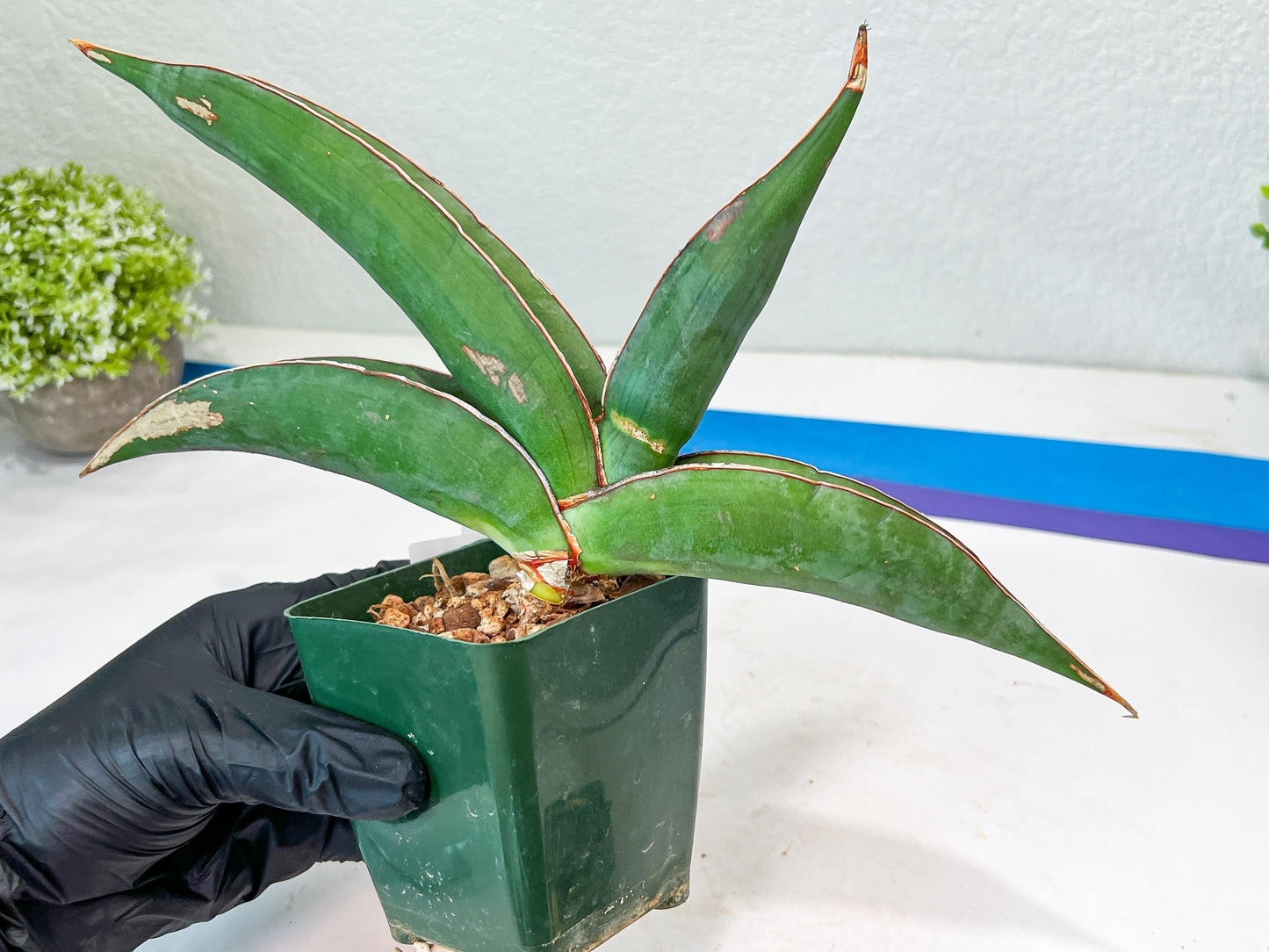 Sansevieria Banana (#6) | Minor Scar From Shipping