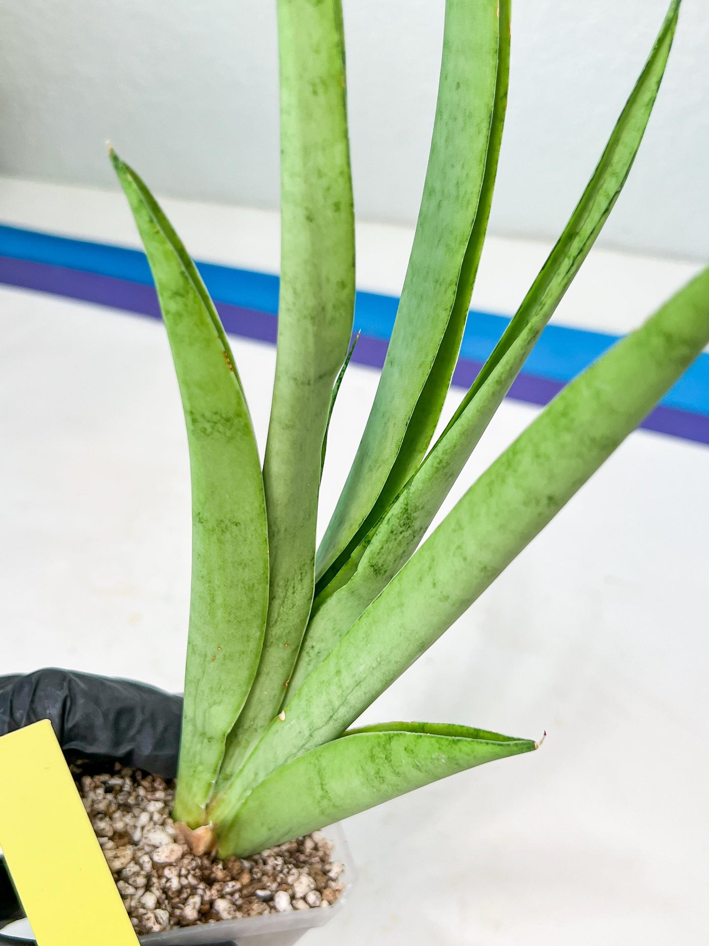 Sansevieria Kamakiri (#B2) | New Imported Hybrids