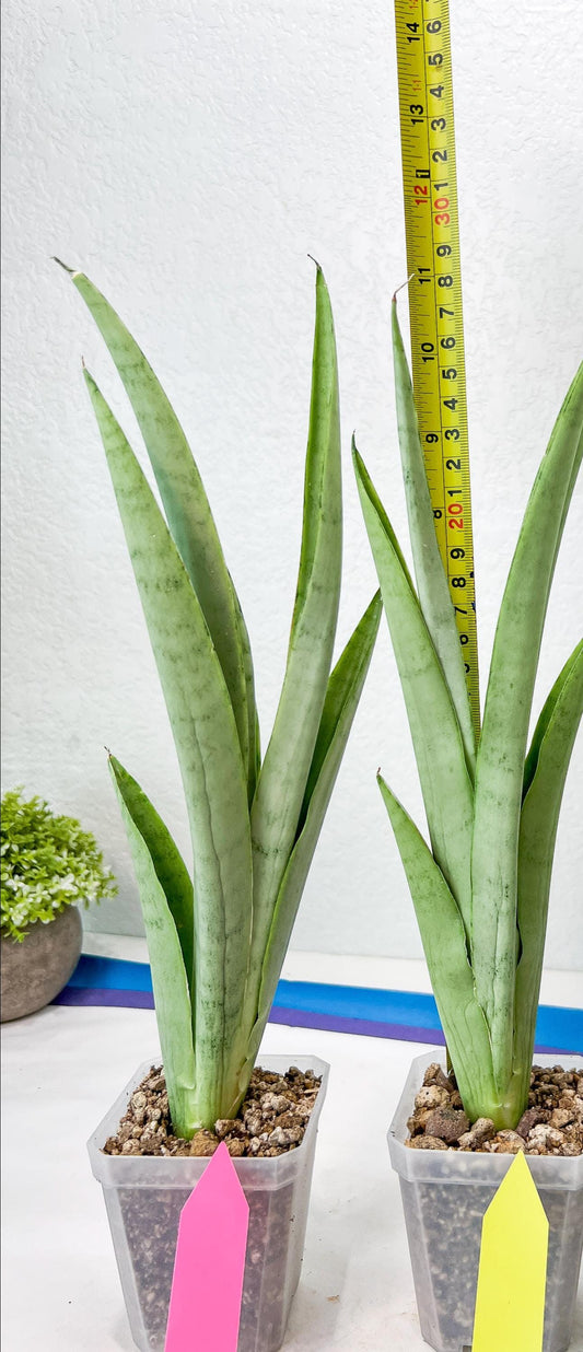 Sansevieria Kamakiri (#B2) | New Imported Hybrids