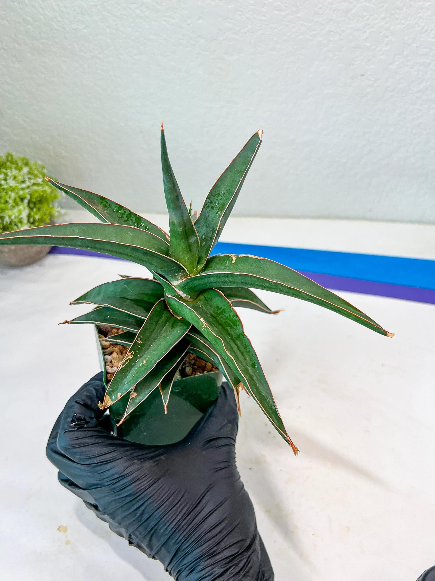 Sansevieria lavranos (Green) | Imported | Minor Scar From Shipping