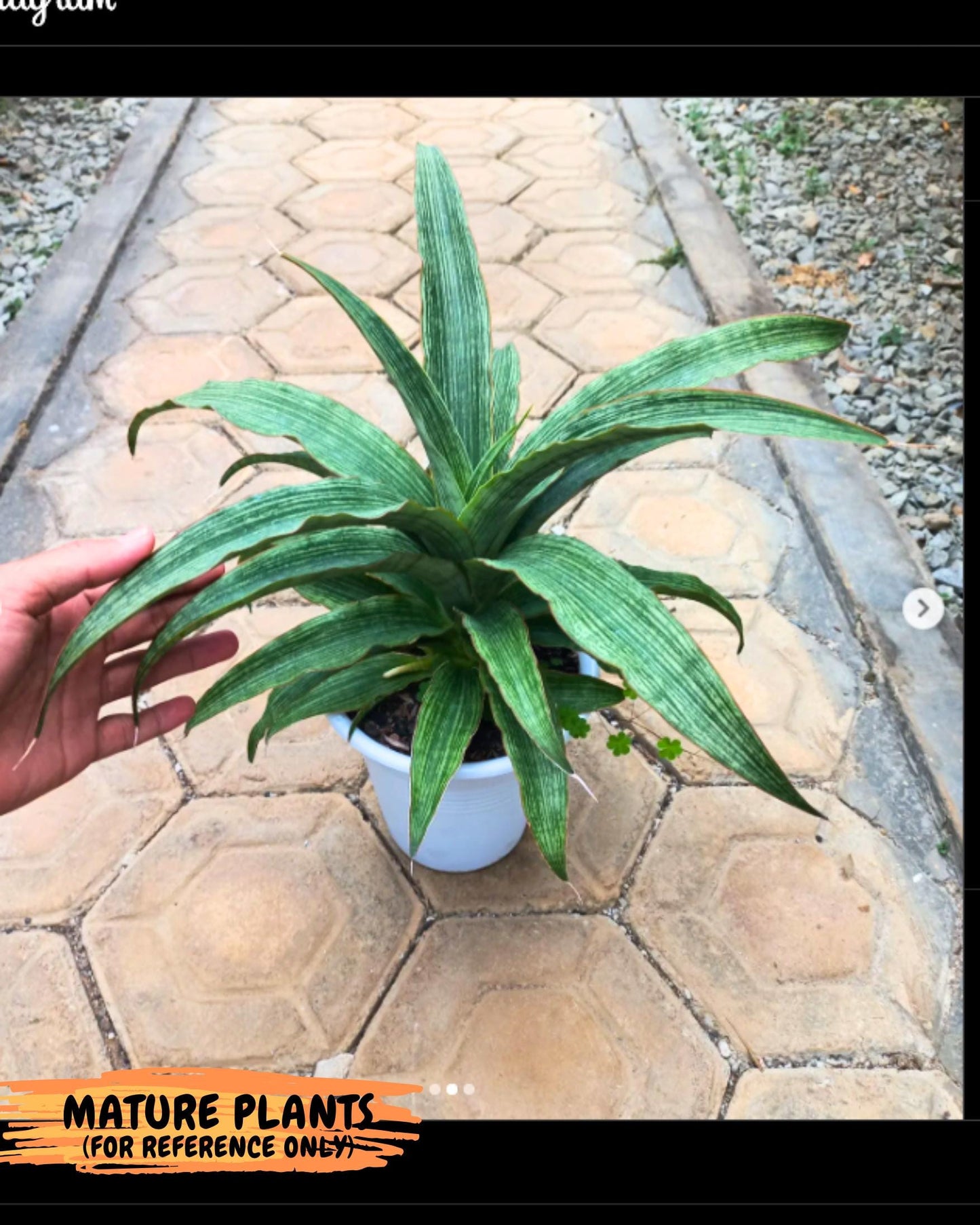 Sansevieria Laily (Ha2) (14) | Rare hybrid Snake Plant