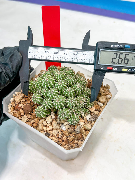 Sepulta Cluster Cactus | Imported Cactus | Rare Succulent