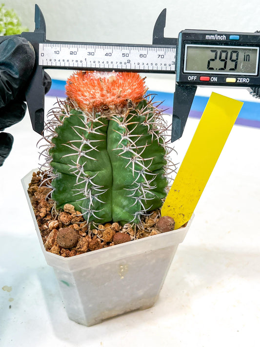Cereus Geometrizans Matanzanus (Y-B) | Turks Cap Cactus | Melon Cactus