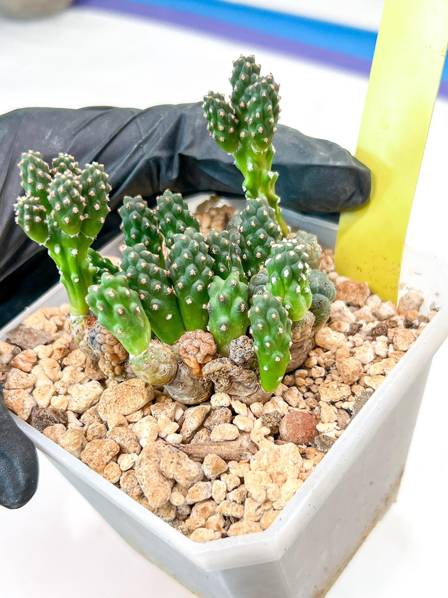 Maihueniopsis Puna Bonnieae | Imported Cactus