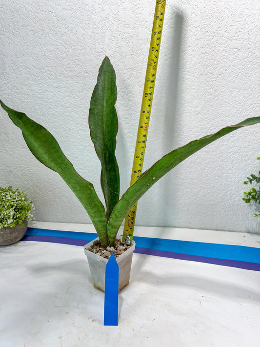 Sansevieria Jeune Matcha (Blue) | Imported Snake Plants
