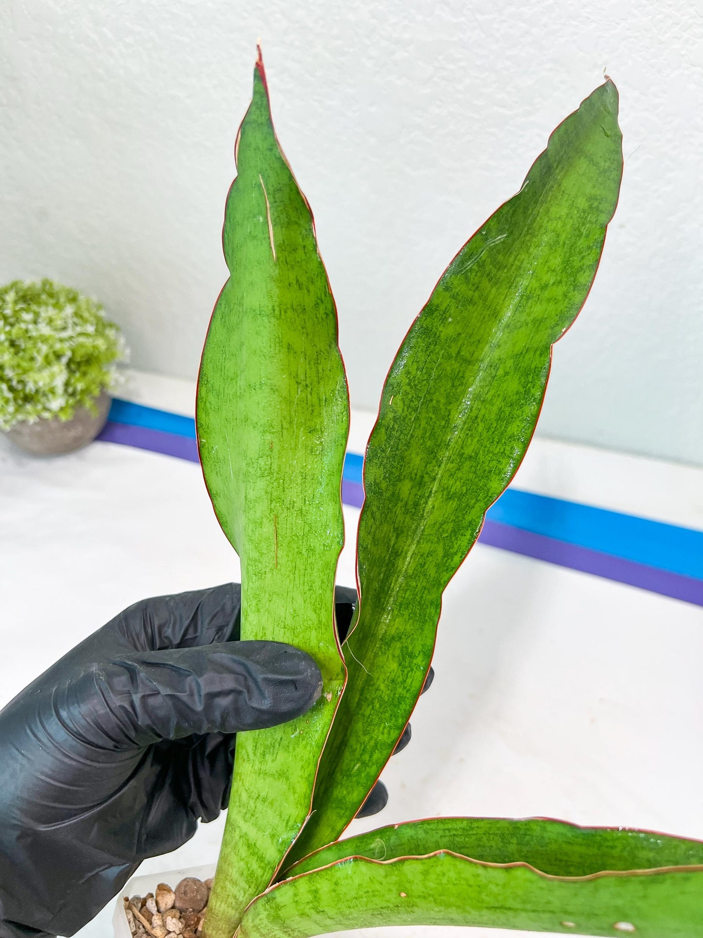 Sansevieria Jeune Matcha| Imported Snake Plants | New Hybrids