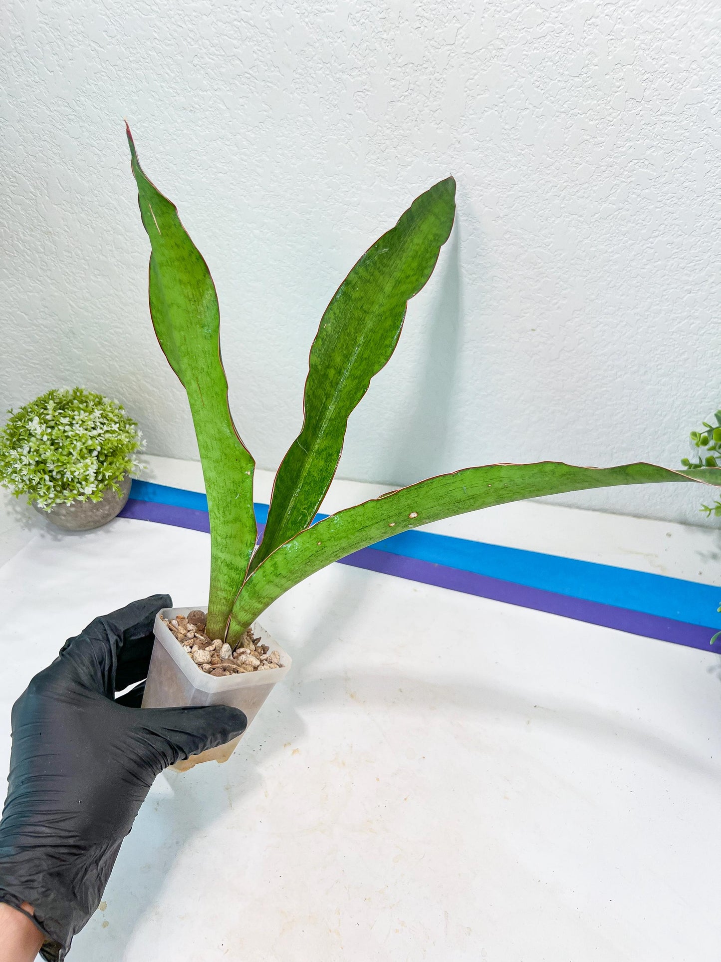 Sansevieria Jeune Matcha| Imported Snake Plants | New Hybrids