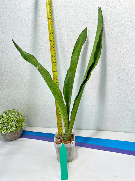 Sansevieria Jeune Matcha (Green) | Imported Snake Plants