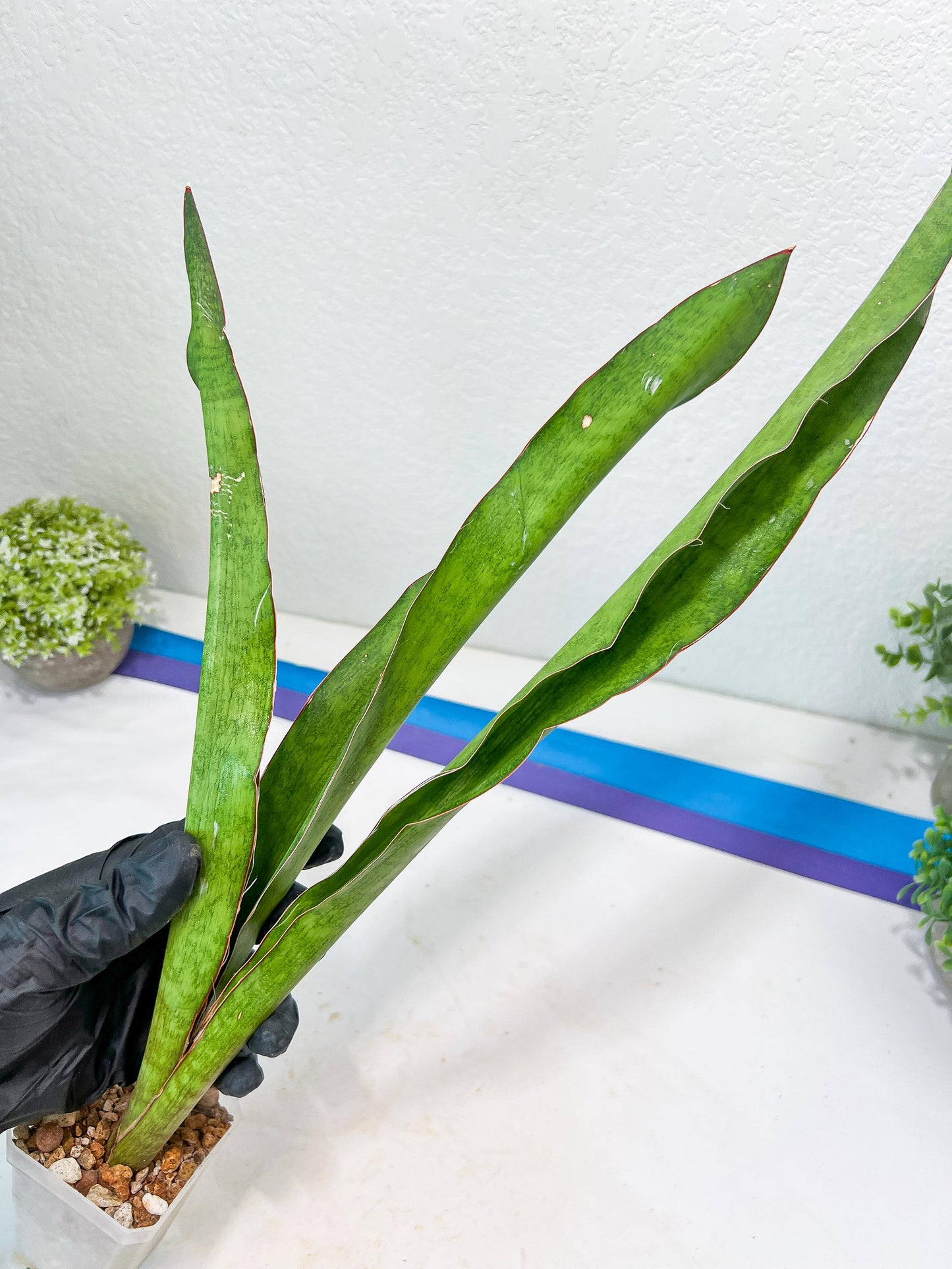 Sansevieria Jeune Matcha (Green) | Imported Snake Plants