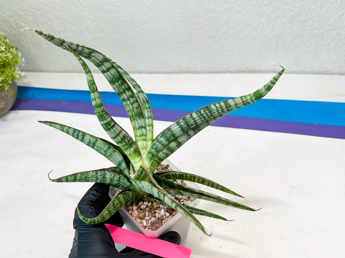 Sansevieria Nogo Geni (H23) | Imported Hybrid