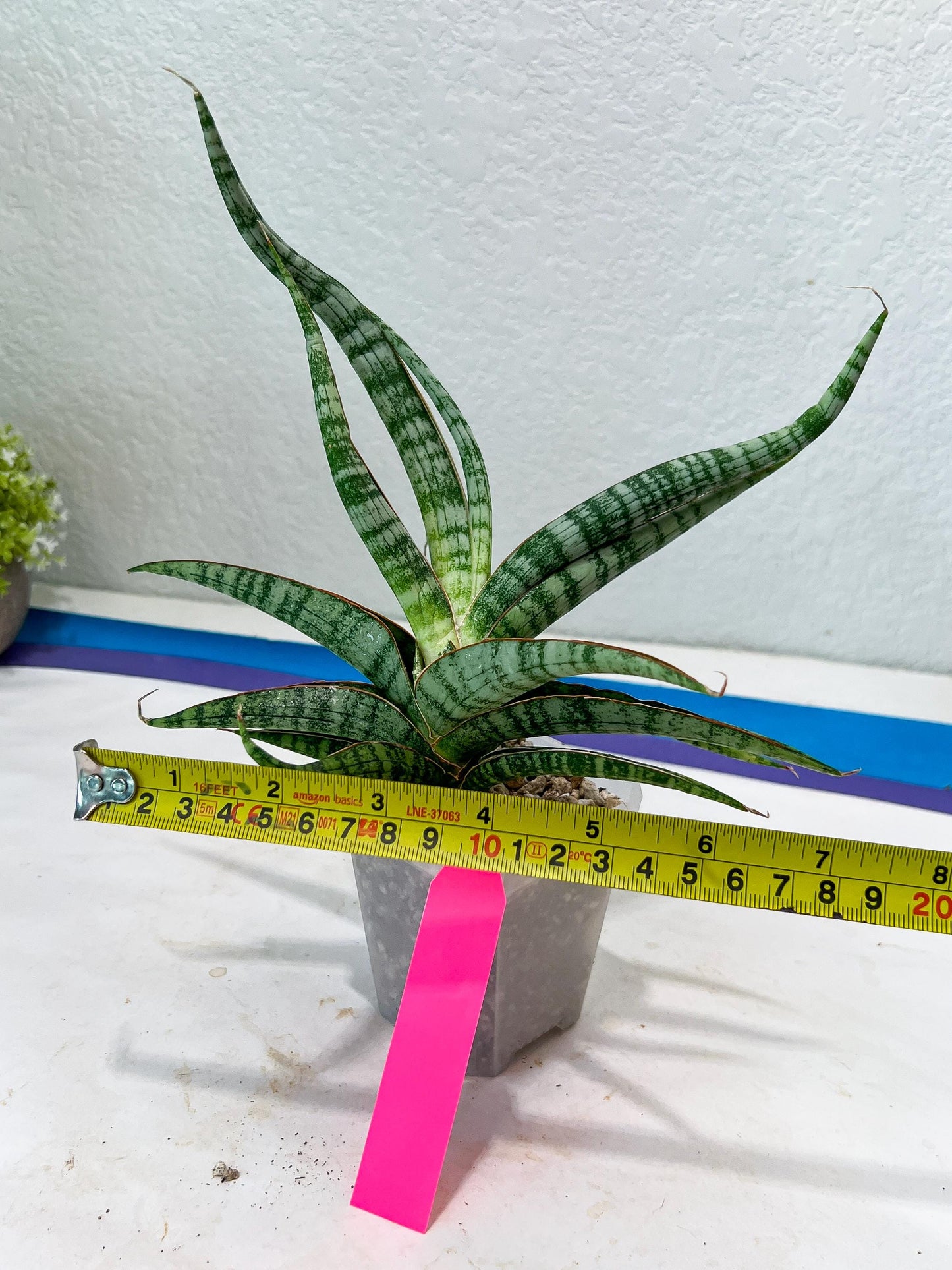 Sansevieria Nogo Geni (H23) | Imported Hybrid