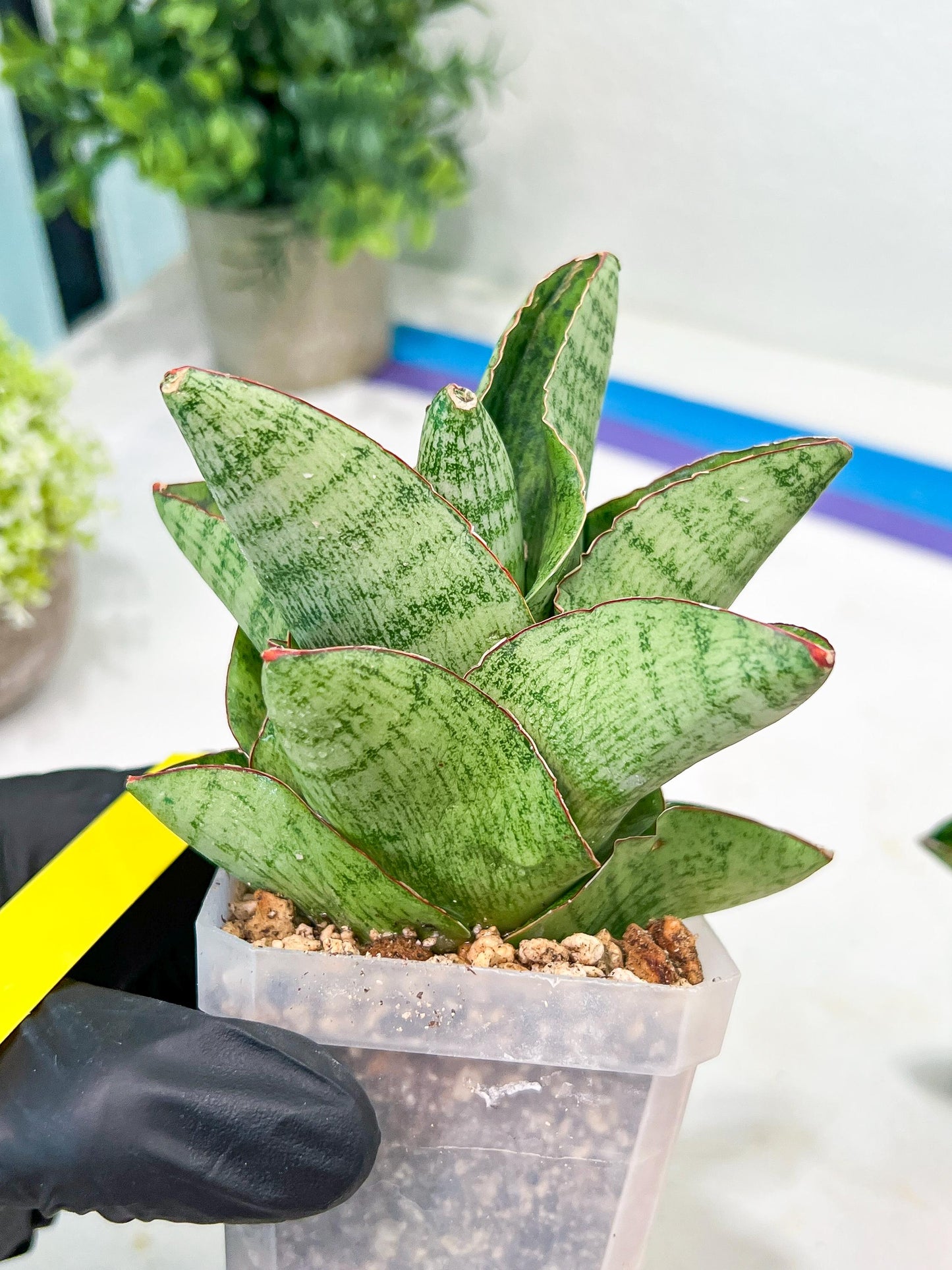 Sansevieria Andromeda (#RA14) | Seek Out a Truly Extraordinary Plant