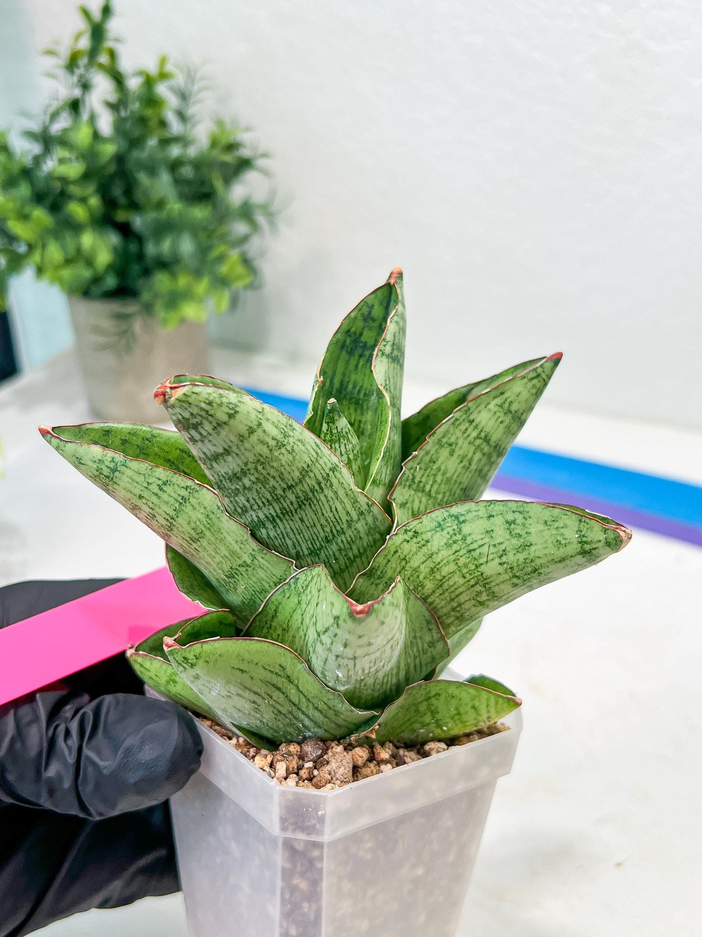 Sansevieria Andromeda (#RA14) | Seek Out a Truly Extraordinary Plant
