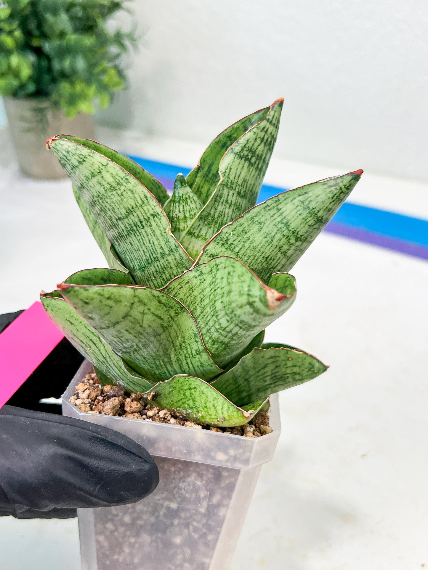 Sansevieria Andromeda (#RA14) | Seek Out a Truly Extraordinary Plant