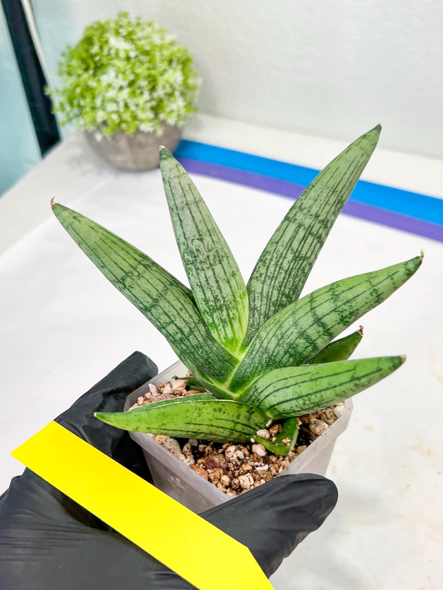 Sansevieria Rookie (#AC21) | Pick Your Rare Botanical Treasure