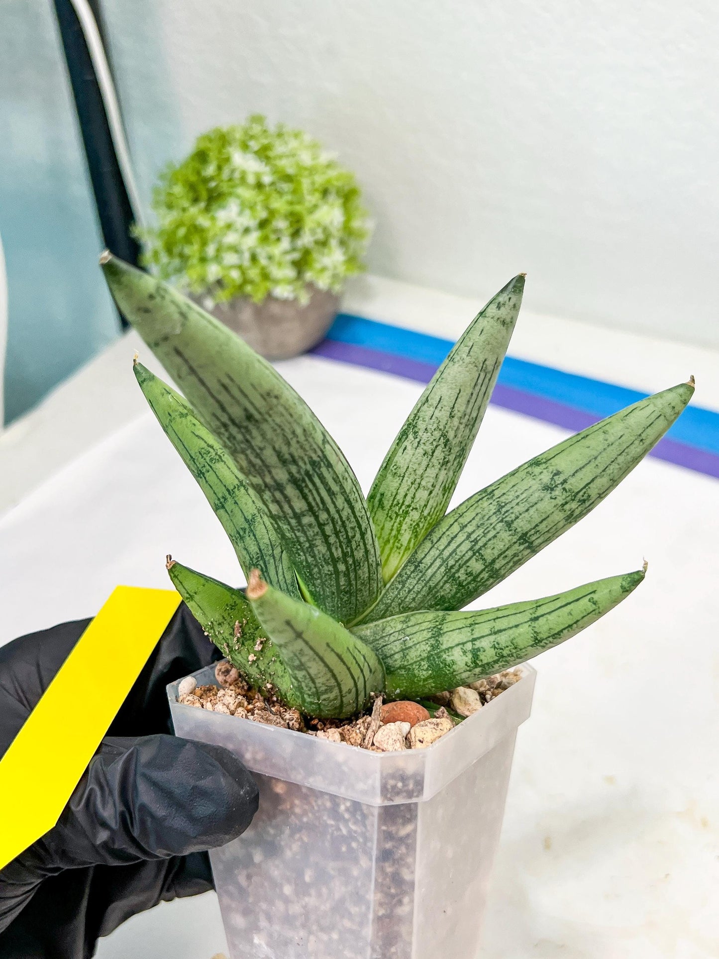 Sansevieria Rookie (#AC21) | Pick Your Rare Botanical Treasure