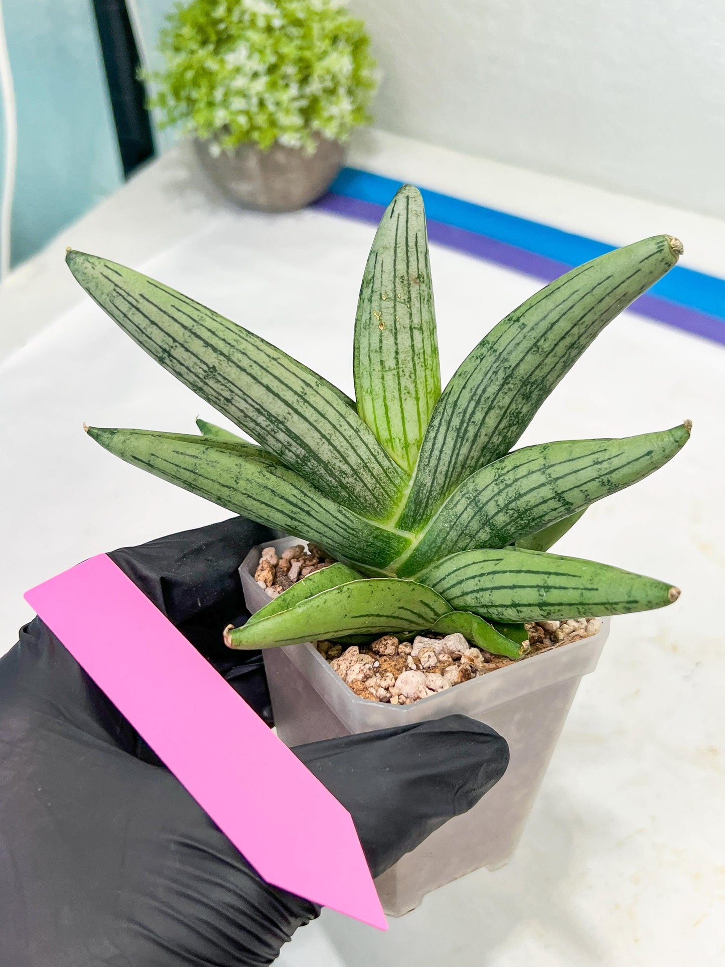 Sansevieria Rookie (#AC21) | Pick Your Rare Botanical Treasure