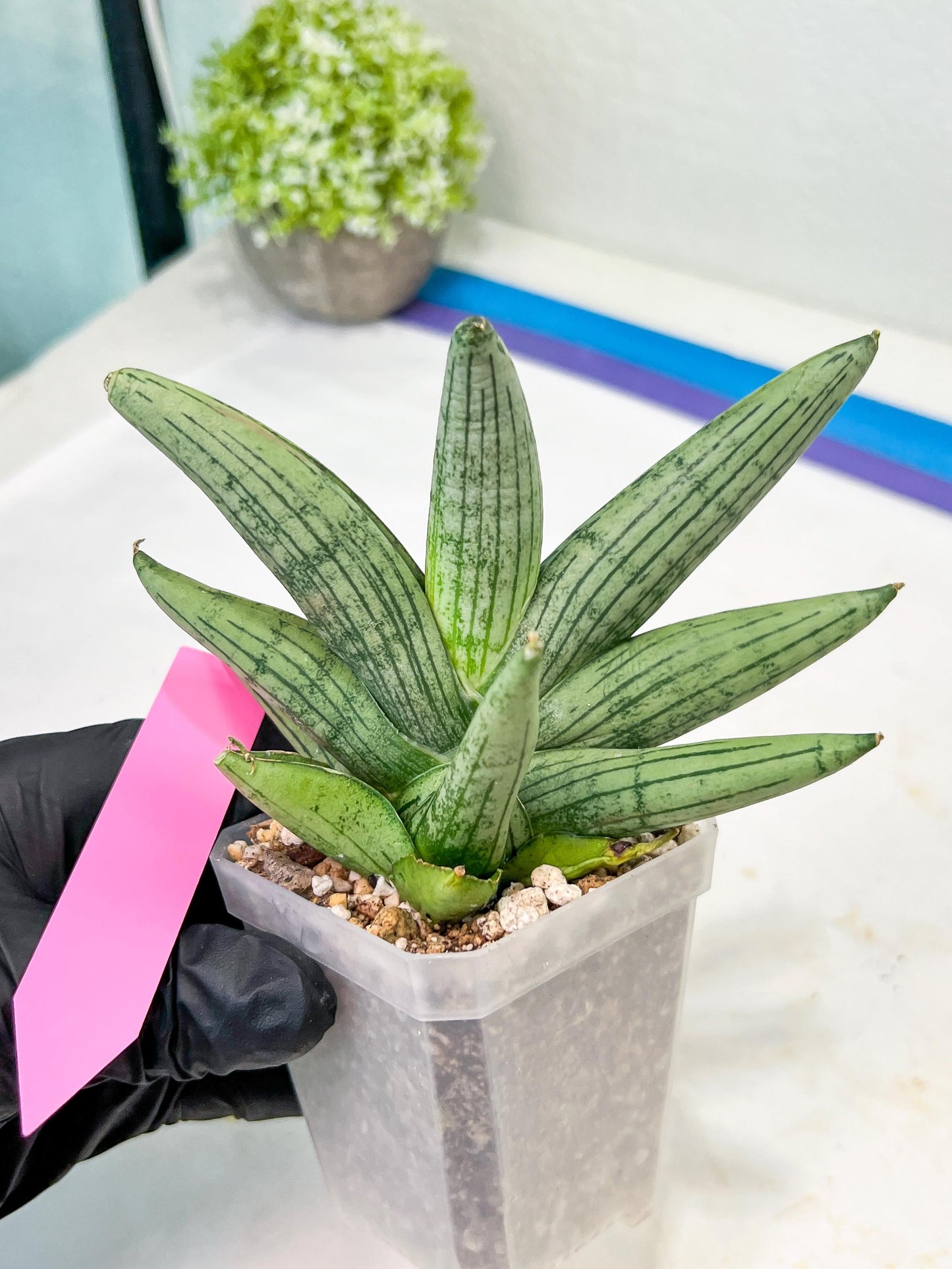 Sansevieria Rookie (#AC21) | Pick Your Rare Botanical Treasure