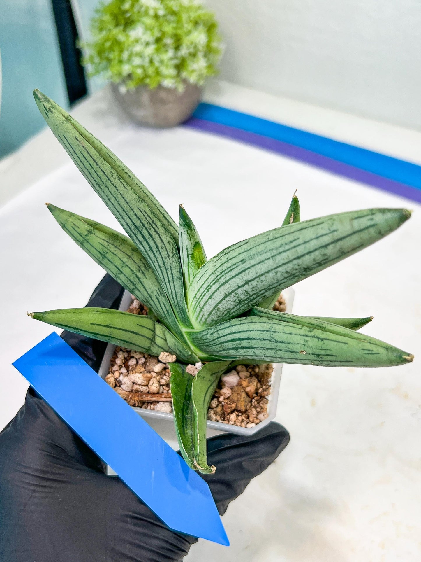 Sansevieria Rookie (#AC21) | Pick Your Rare Botanical Treasure