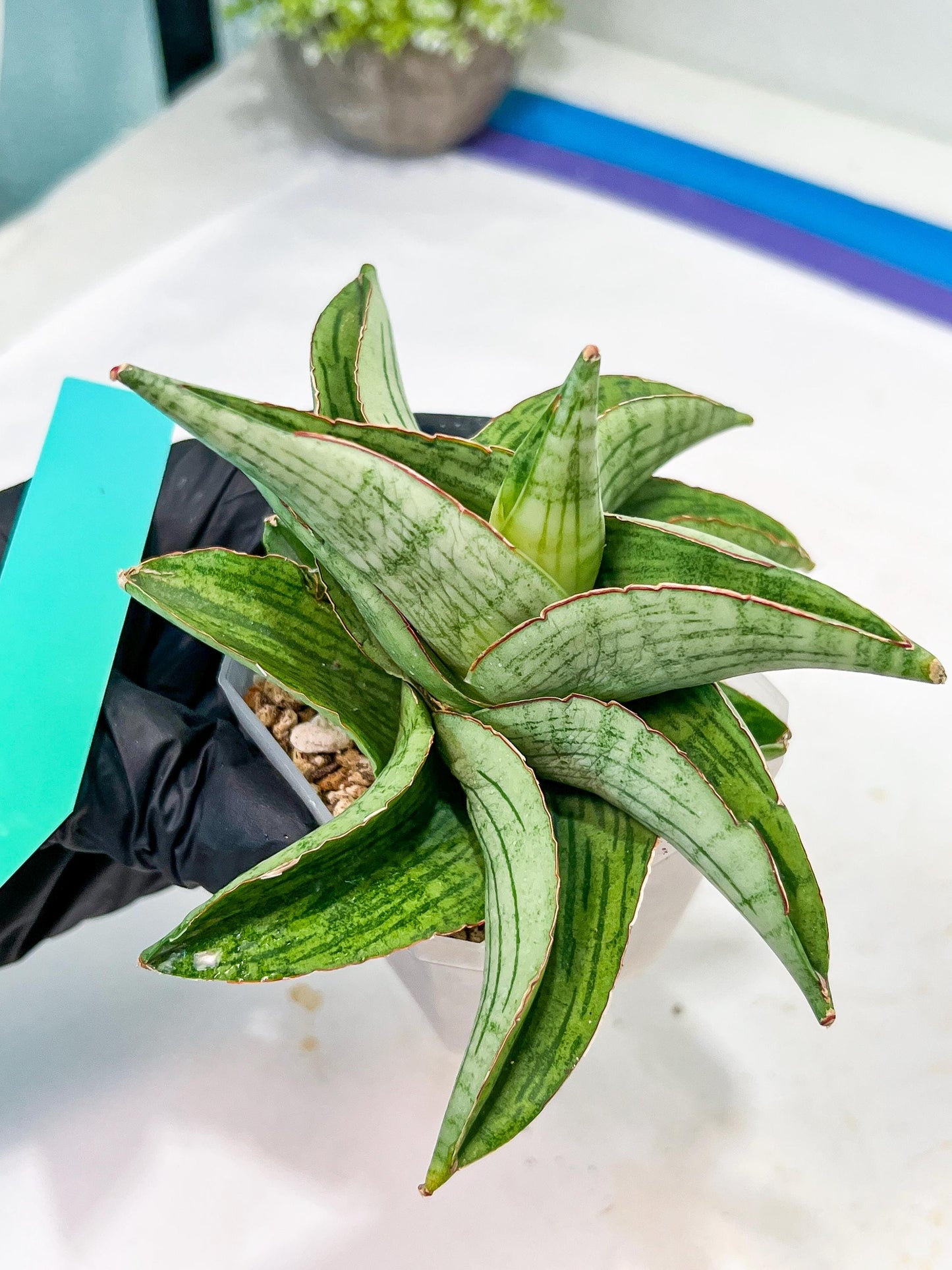 Sansevieria Hobbit (#RA6) | Unlock the Secrets of Rare Flora