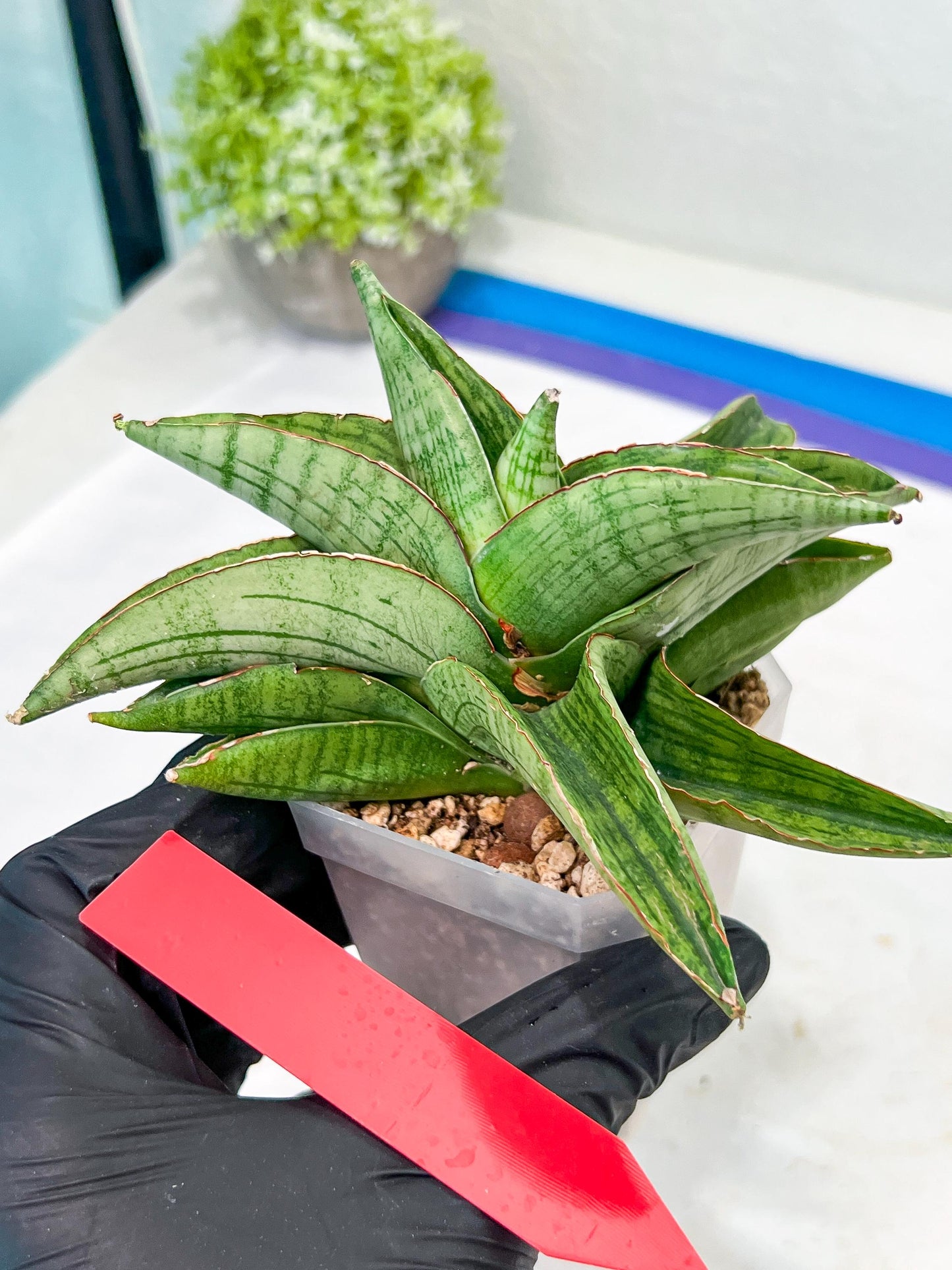 Sansevieria Hobbit (#RA6) | Unlock the Secrets of Rare Flora