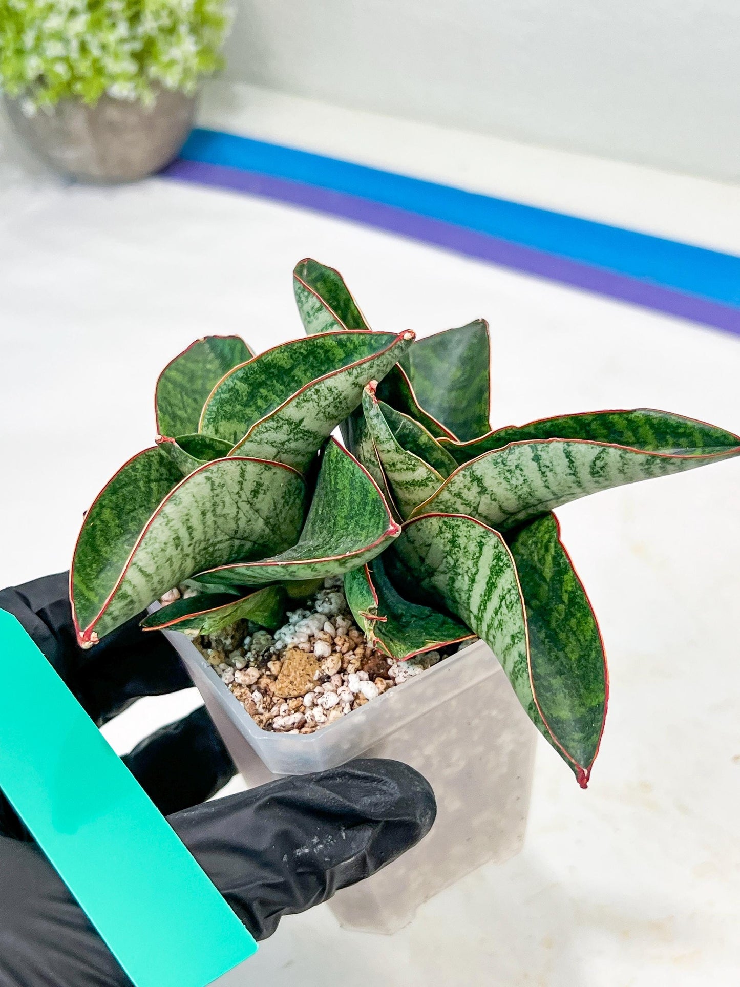 Sansevieria Nagato (#RA9) | Imported Snake Plant