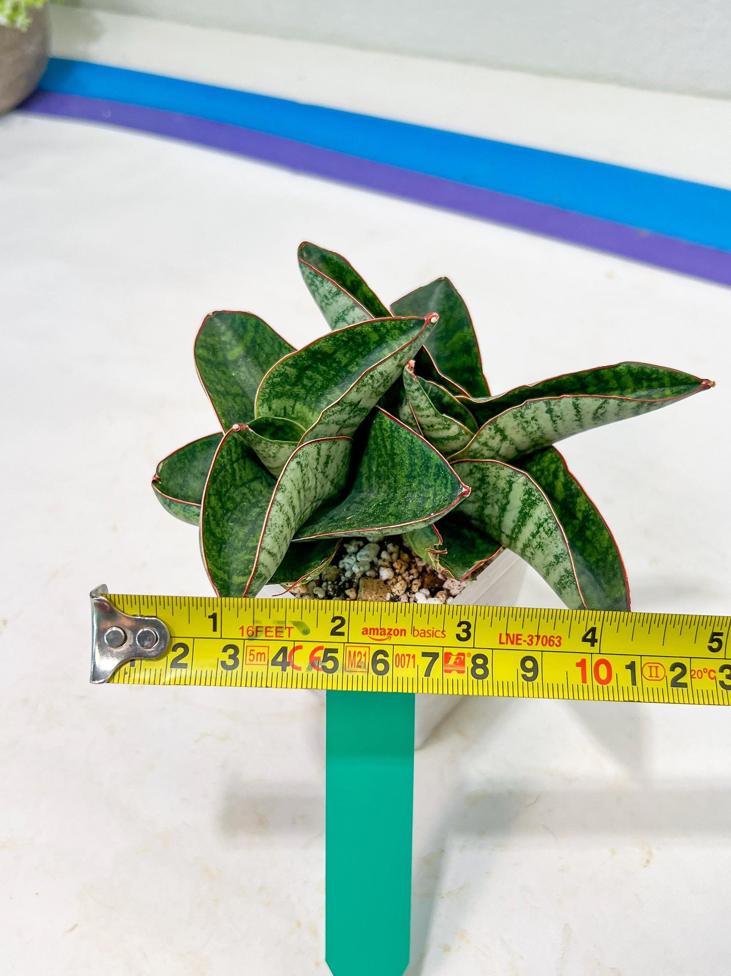 Sansevieria Nagato (#RA9) | Imported Snake Plant