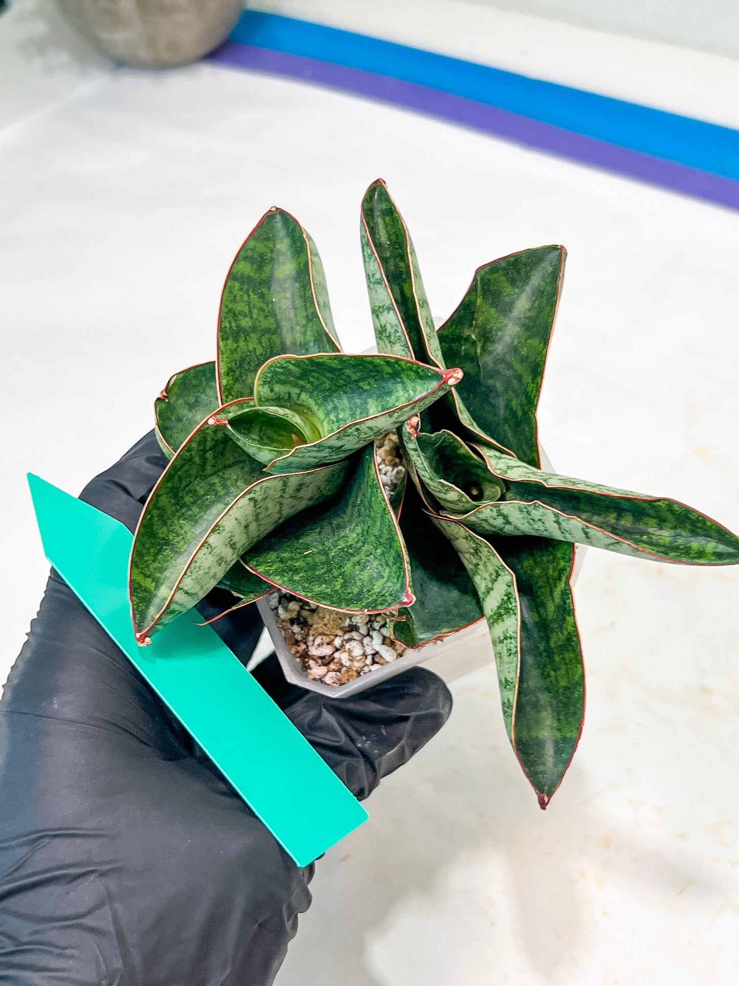 Sansevieria Nagato (#RA9) | Imported Snake Plant