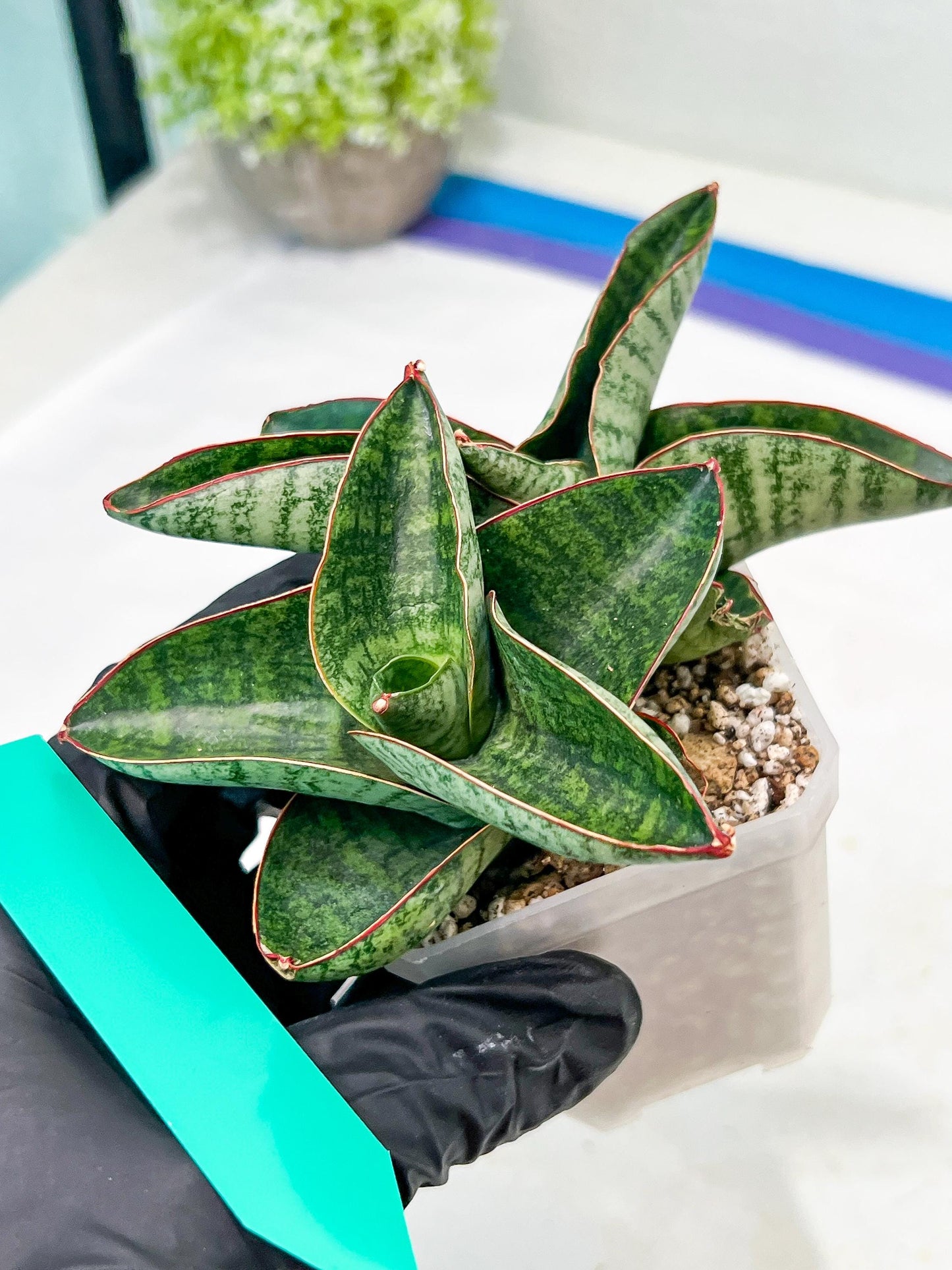 Sansevieria Nagato (#RA9) | Imported Snake Plant