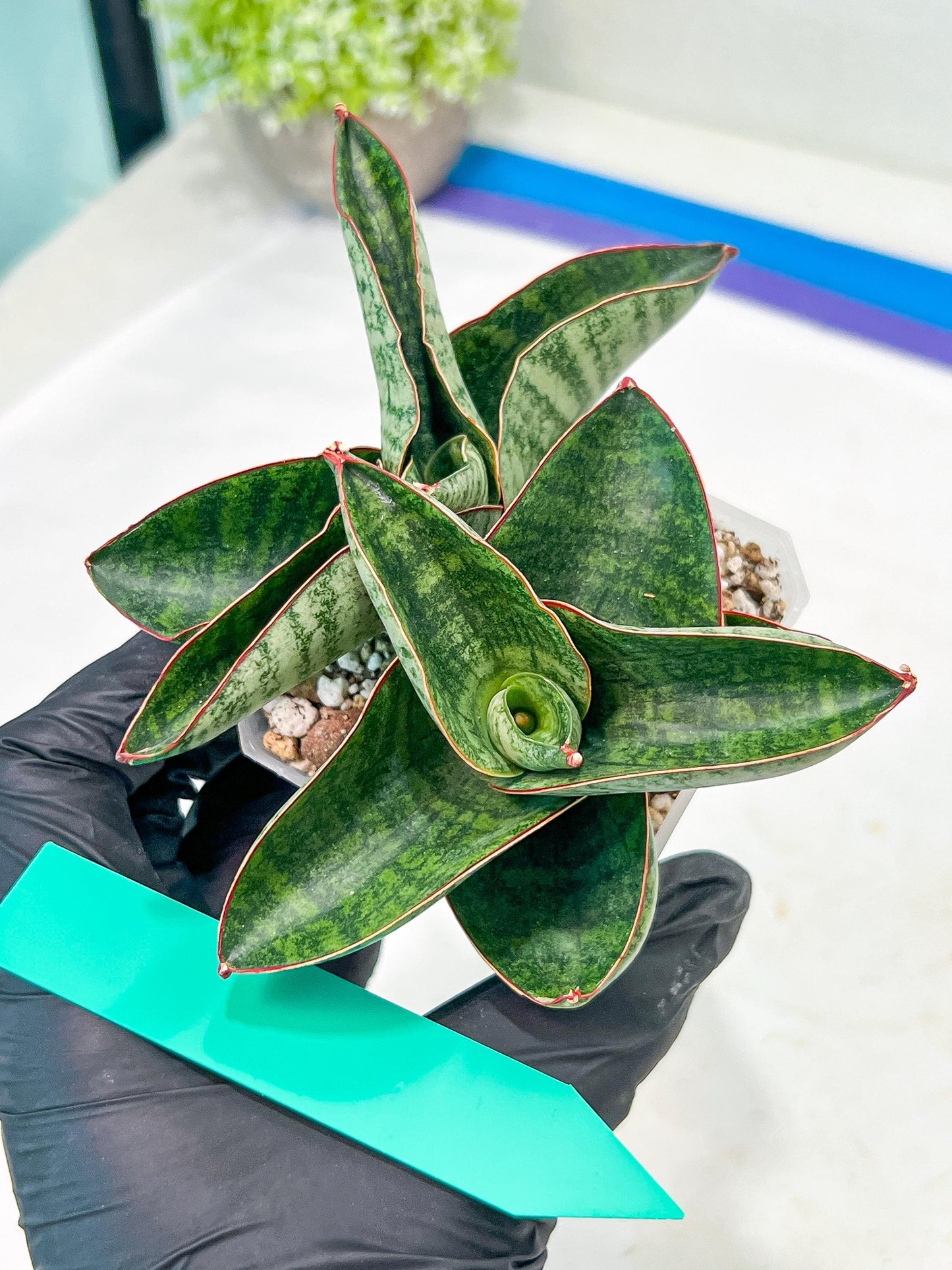Sansevieria Nagato (#RA9) | Imported Snake Plant