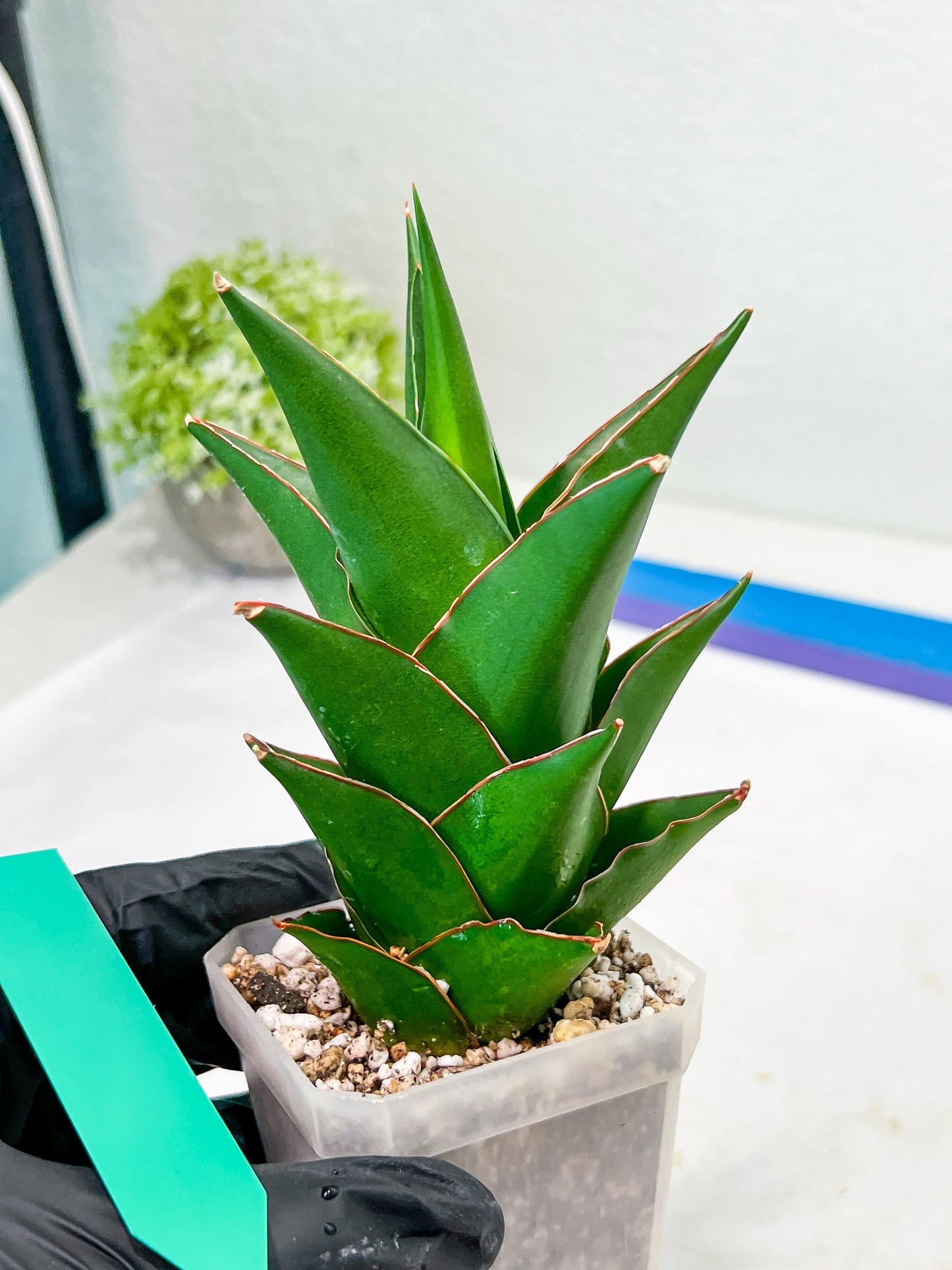 Sansaveria Tower (#RA12) | Imported Snake plant